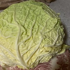 Savoy cabbage