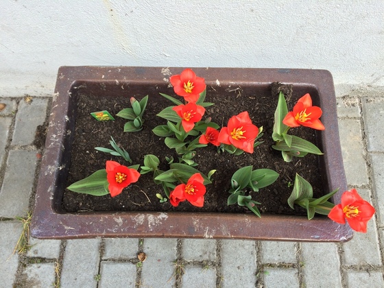Tulpen im Blumenkübel