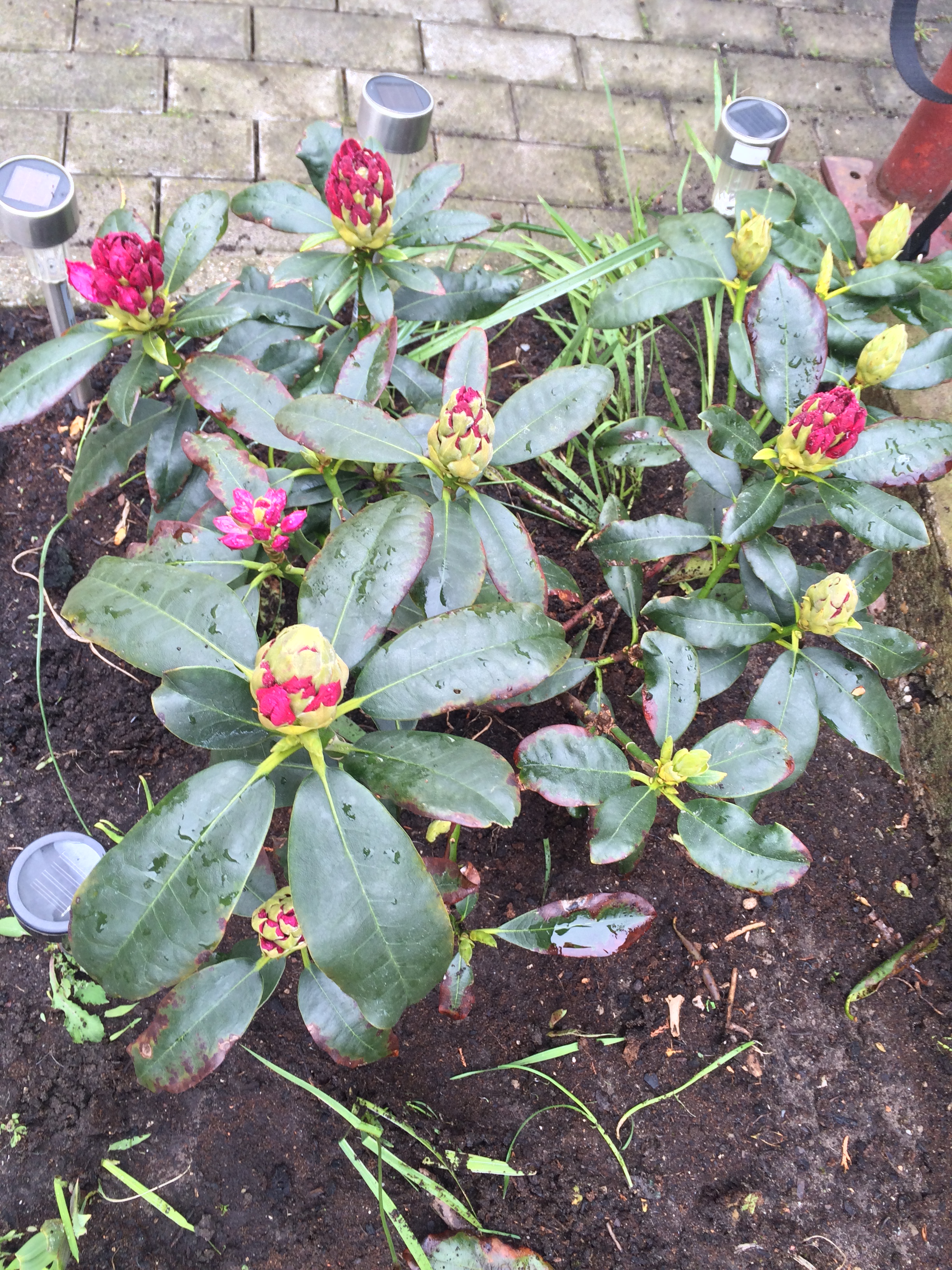 Rhododendron am 2.Mai 2015