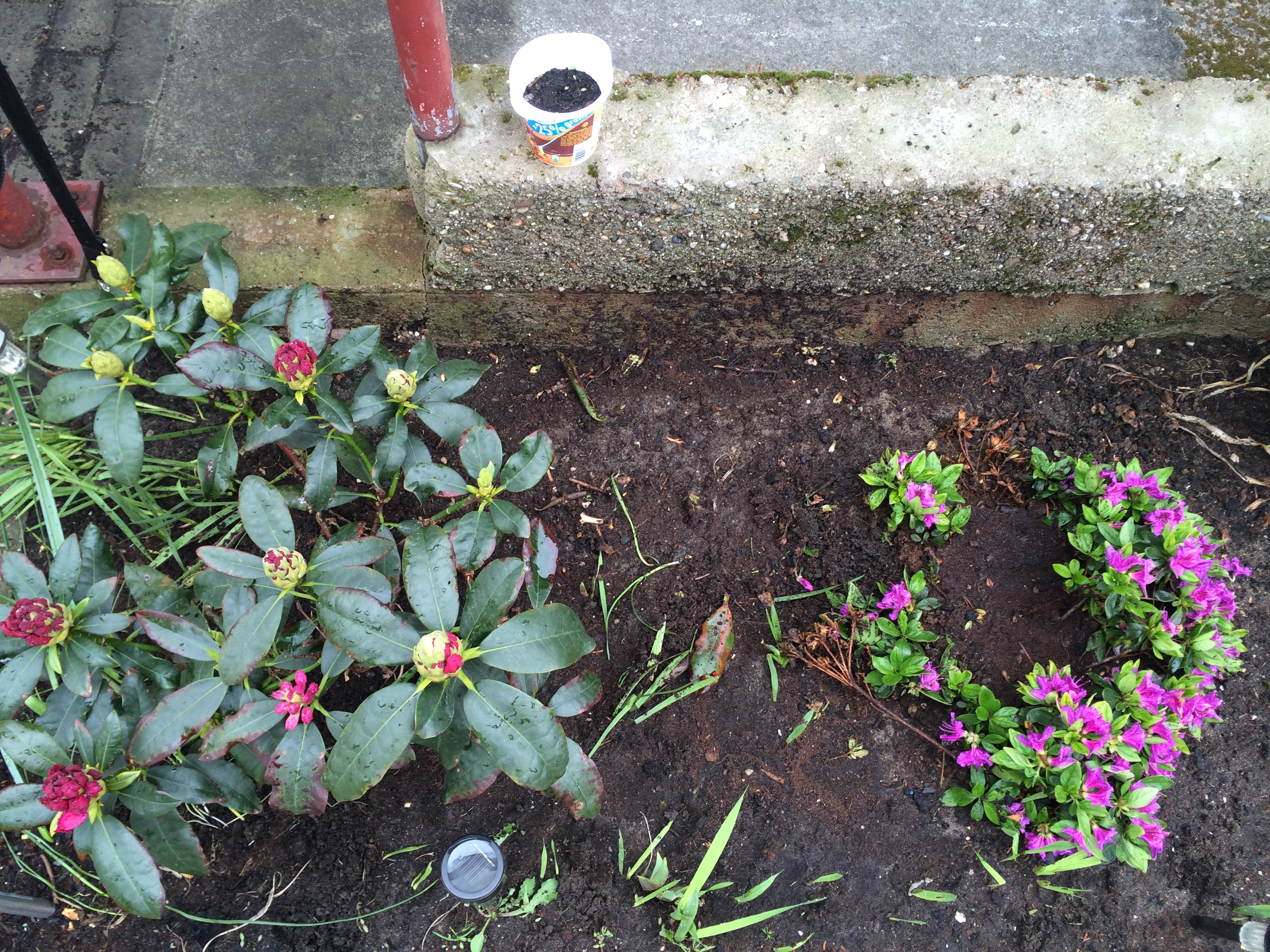 Rhododendron - Azalee am 2.Mai 2015