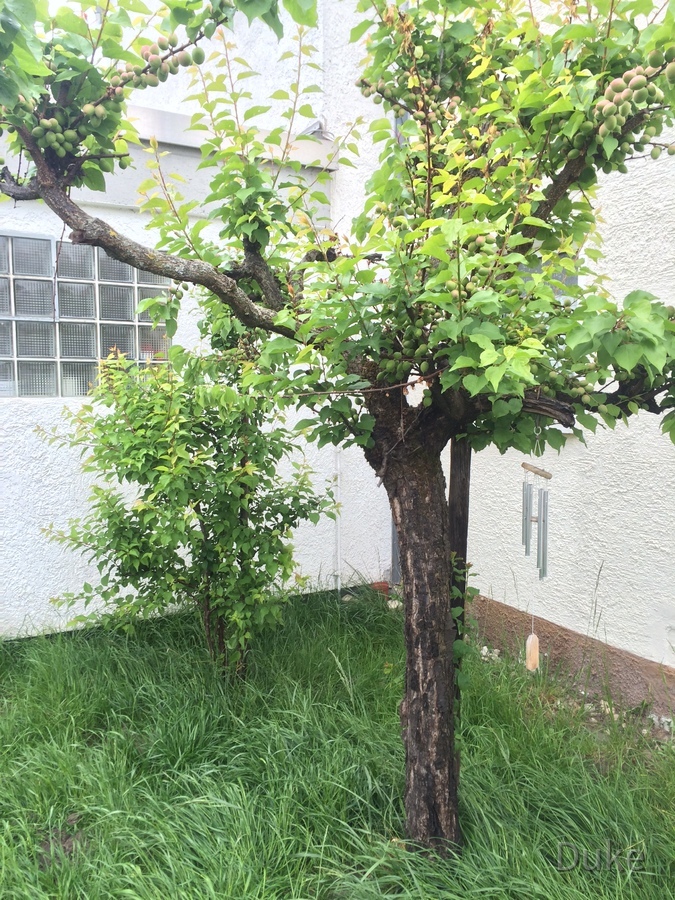 Mirabellenbaum - Pfirsischbaum am 2.Mai 2015