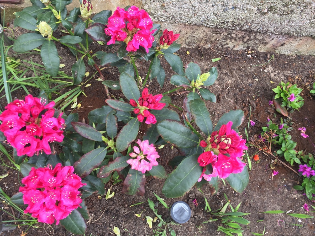 Rhododendron geht auf