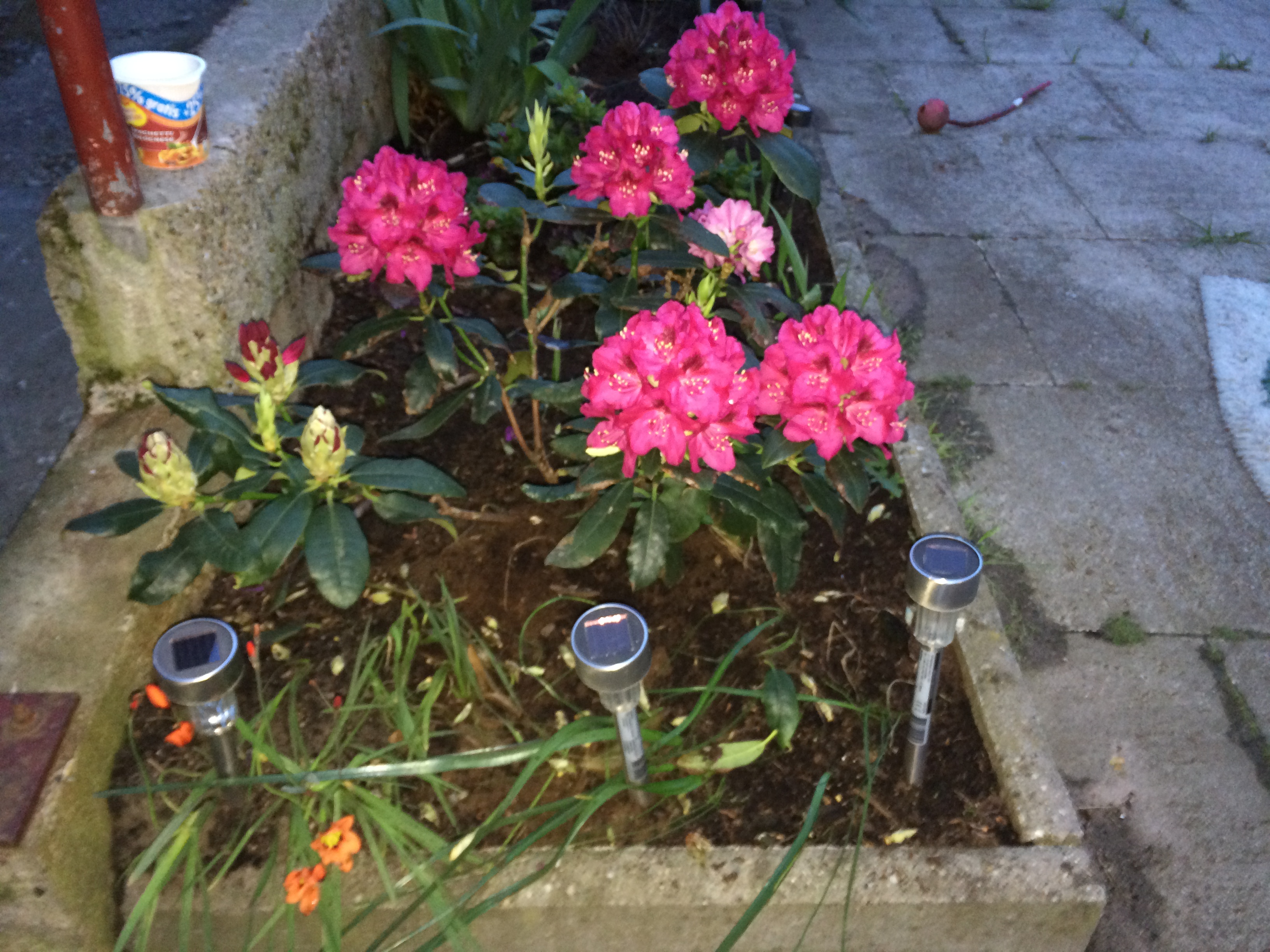 Rhododendron und mehr Blumen in der Dämmerung