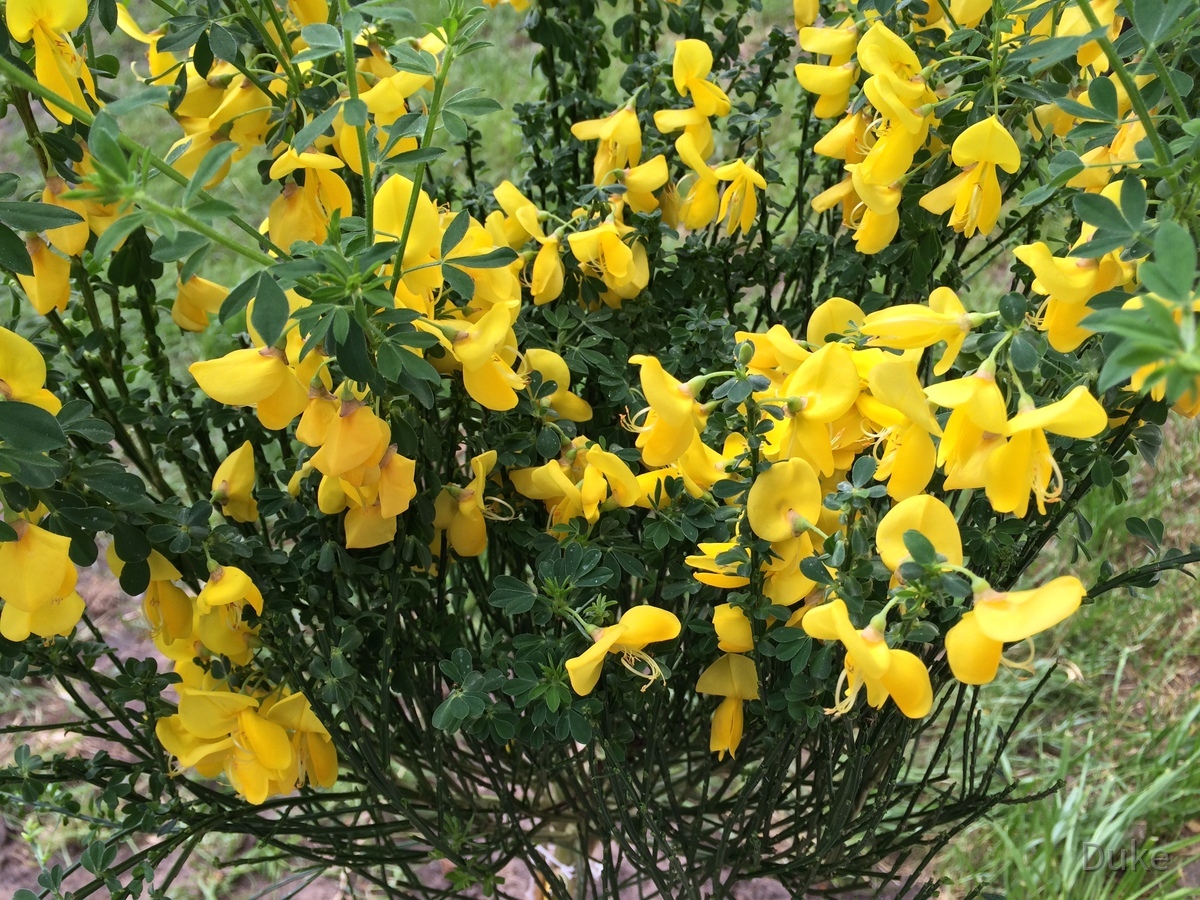 Gold-Ginster - Cytisus