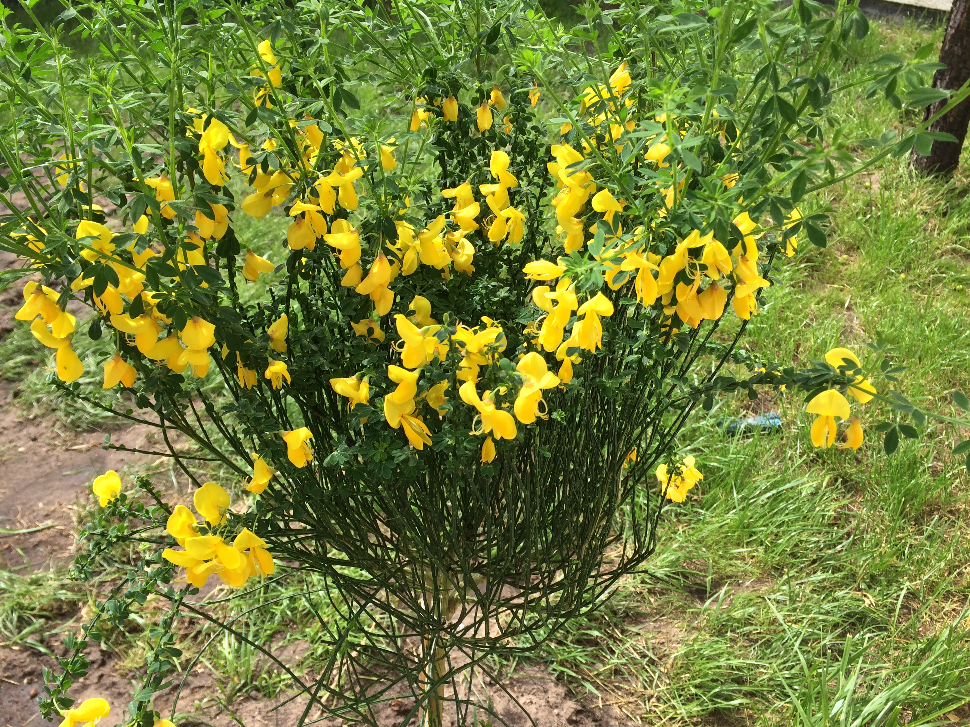 Ginster - Cytisus