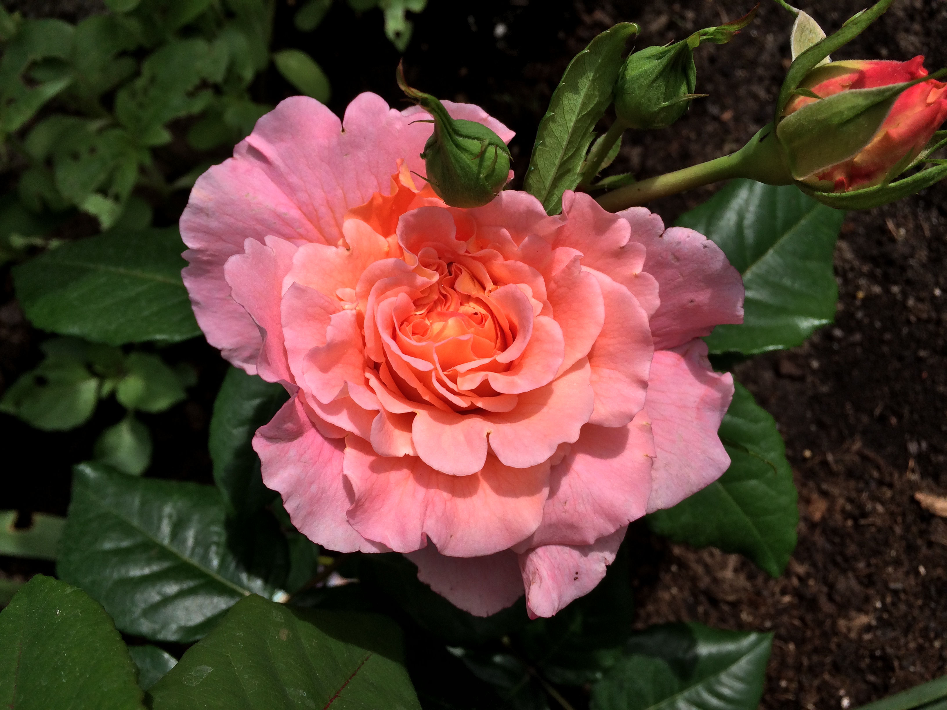 Edelrose - Augusta Luise - Duft-Edelrose mit Blüte