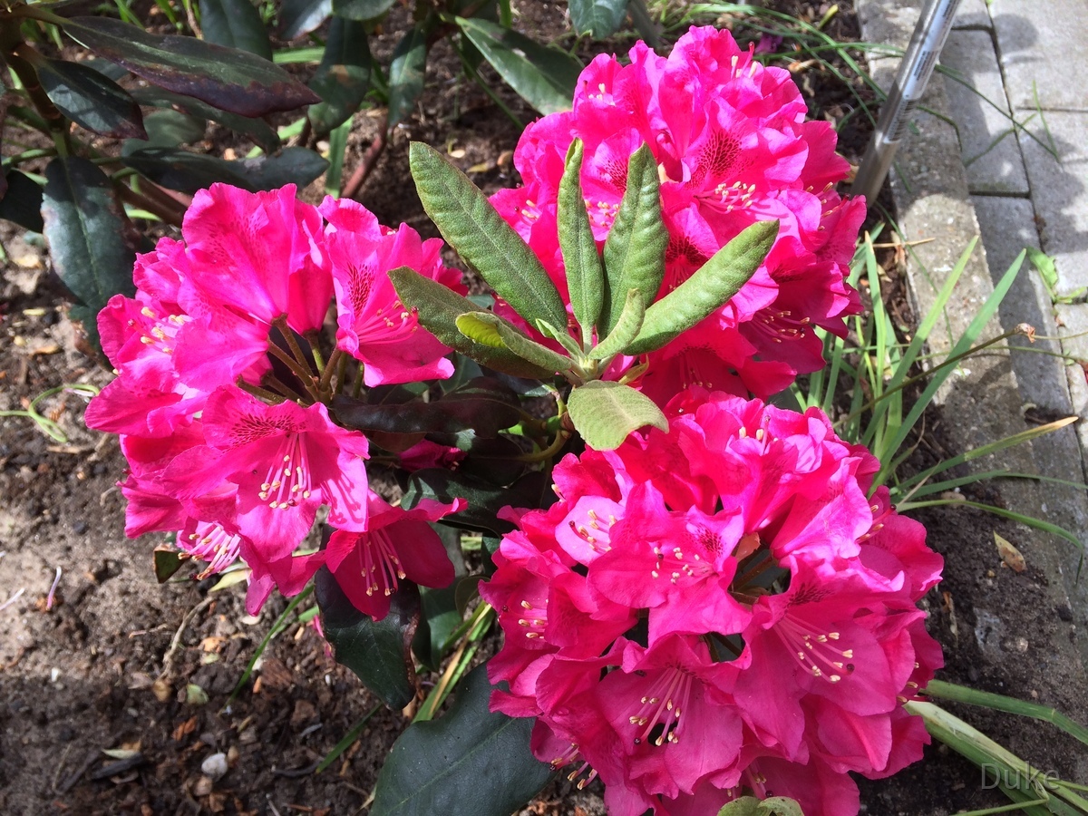 Rhododendron zu Pfingsten 2015