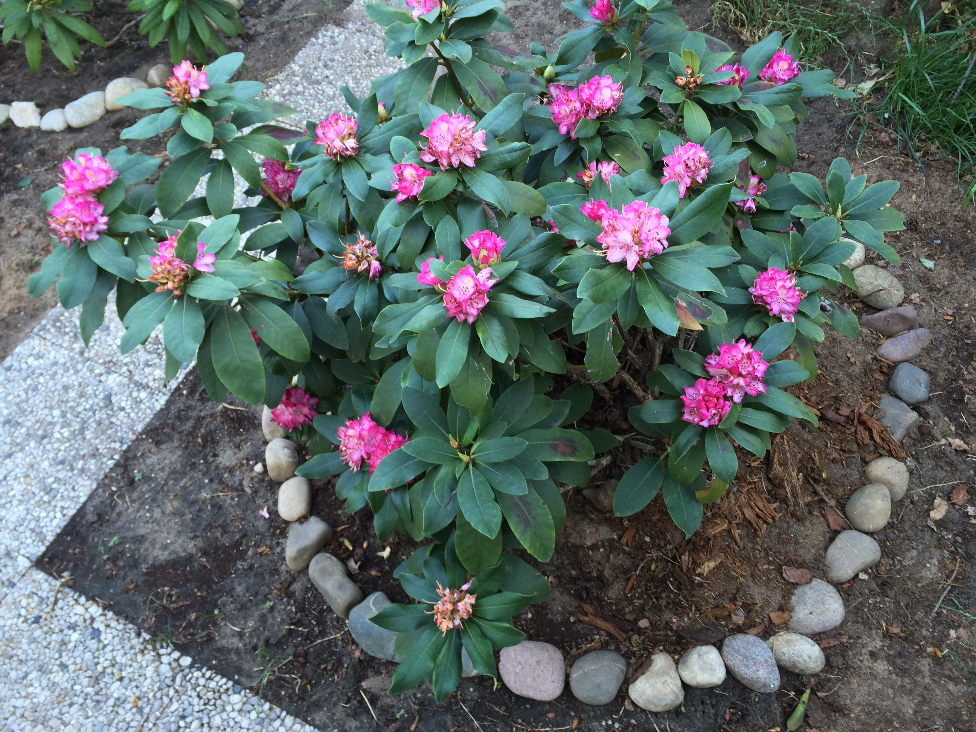 Rosa Rhododendron