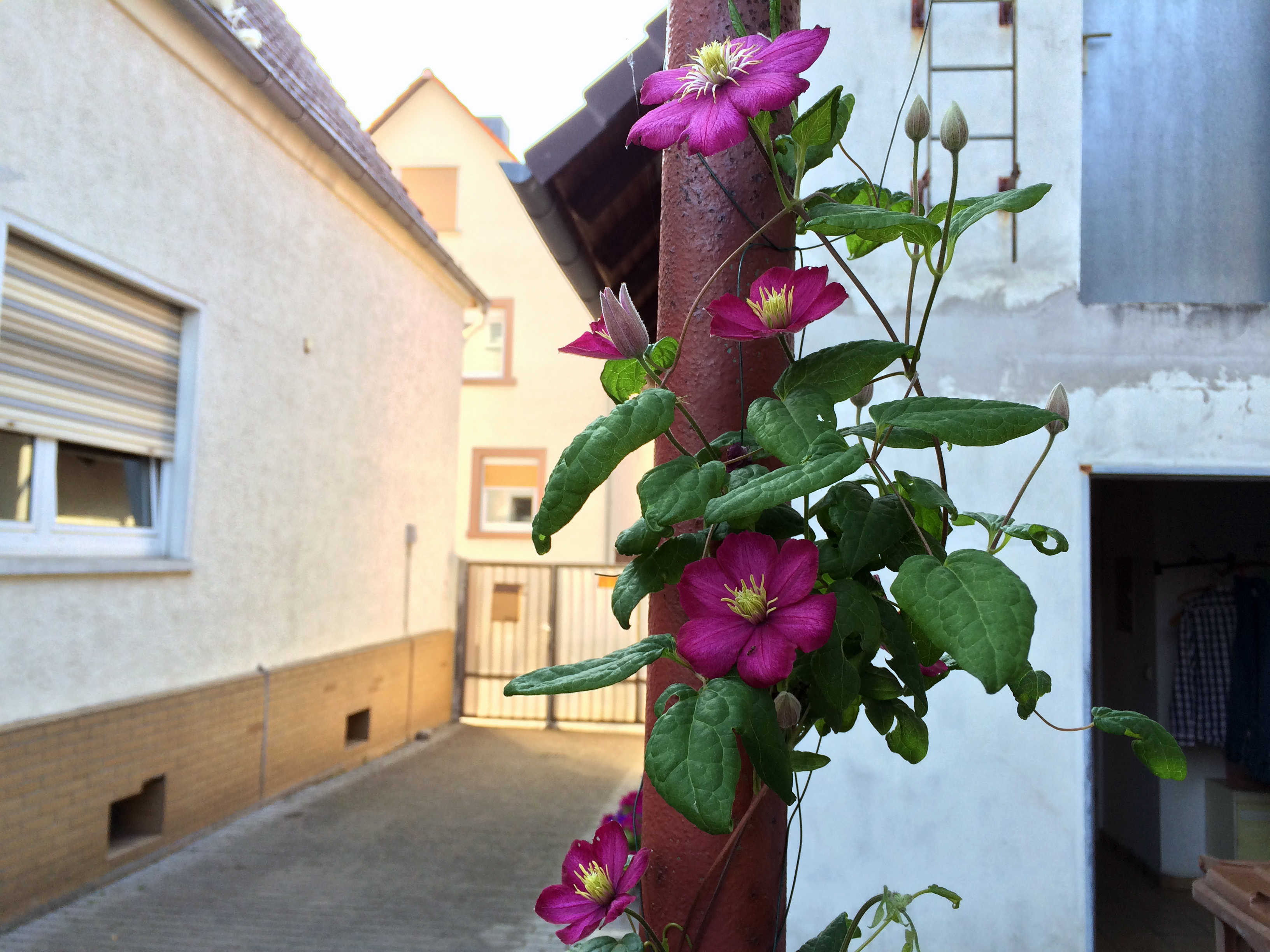 Lila Clematis - 2. Blüte - Rüsselsheim-Königstädten