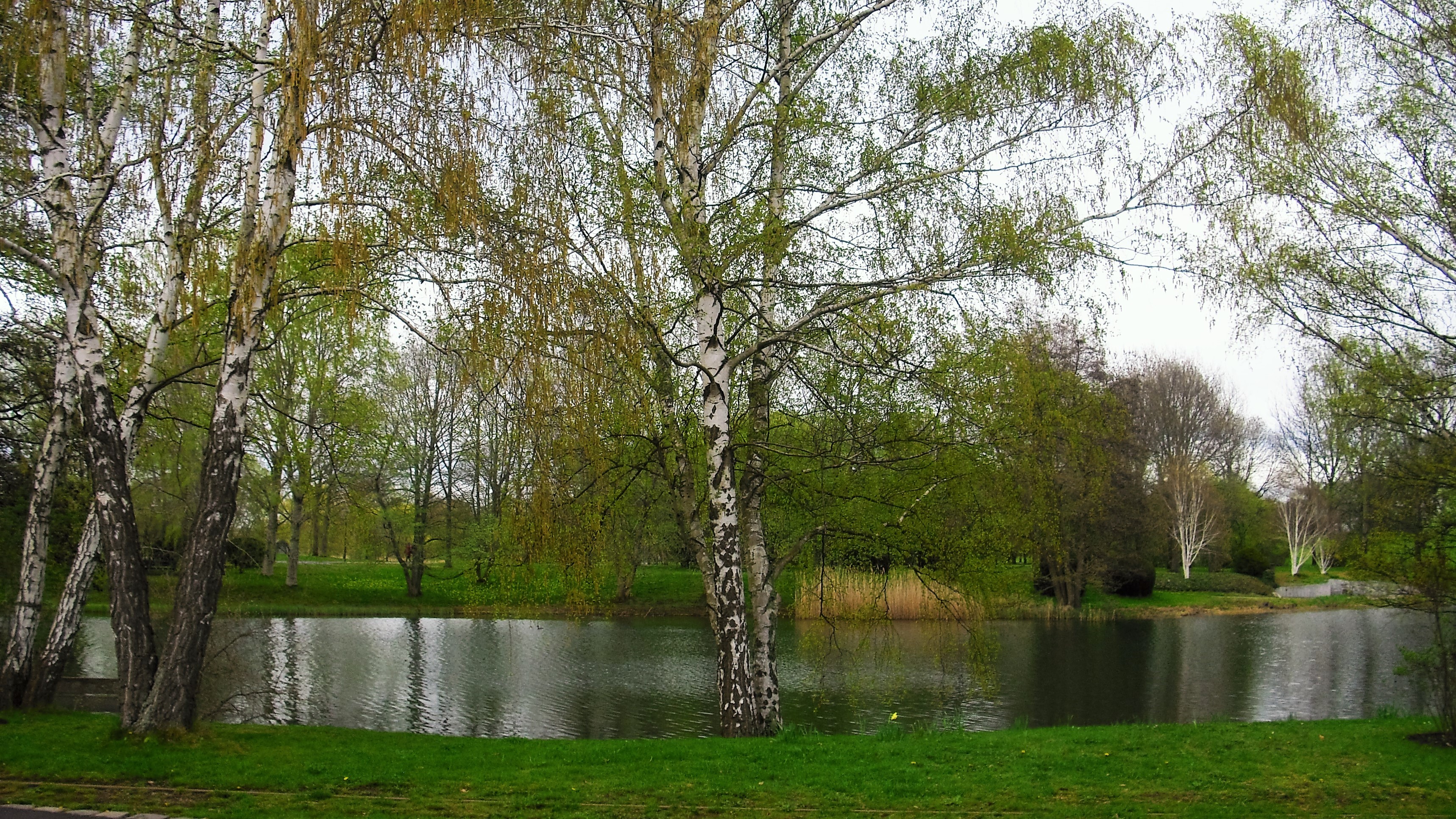 Birkenzauber und Ruhewiese