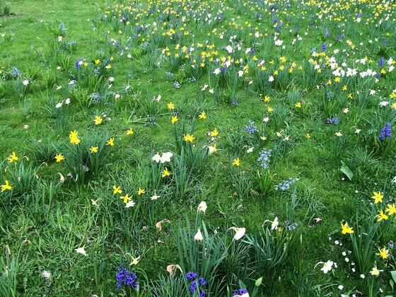 Blumenwiese im Britzer Garten