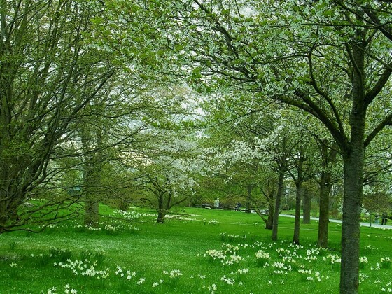 Feenwiese und Baumblüten im Britzer Garten