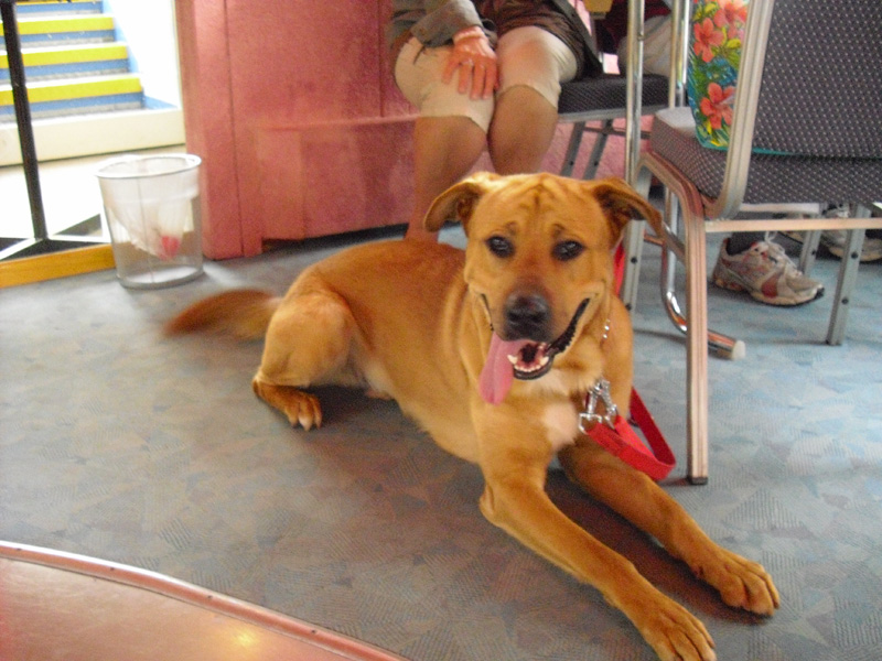 Moby Dick - Berlin - Hund Samson
