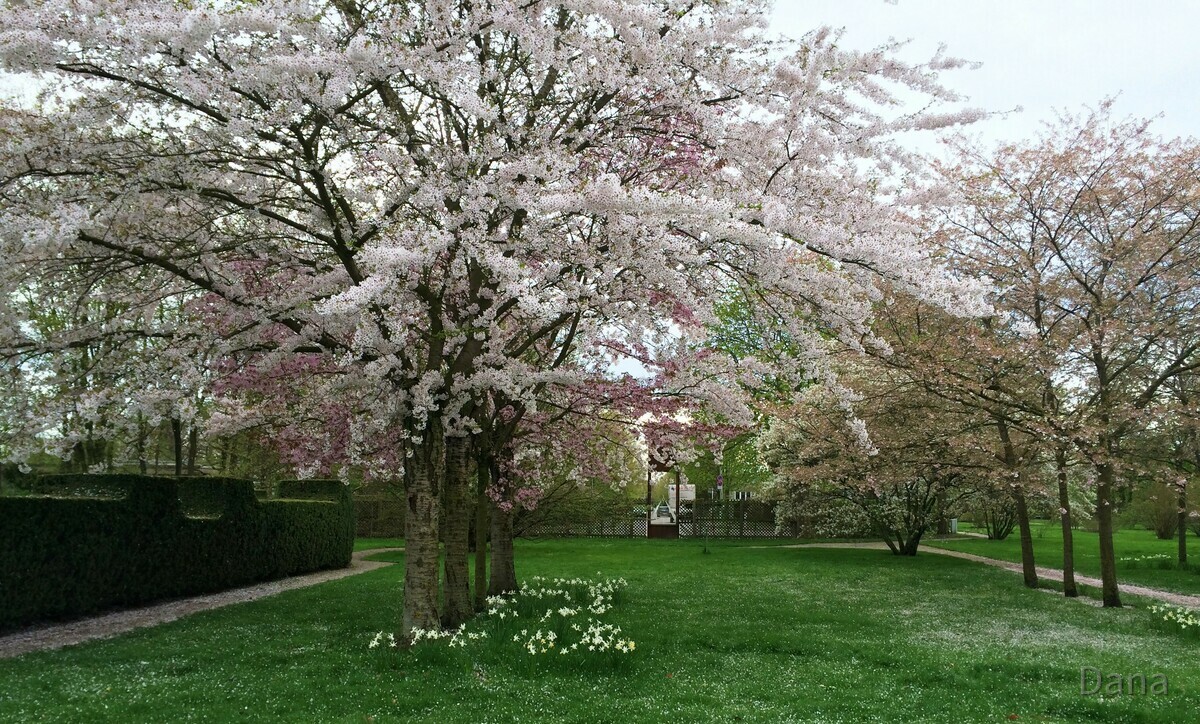 Kirschbaumblütenfest im Britzer Garten