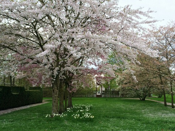 Kirschbaumblütenfest im Britzer Garten