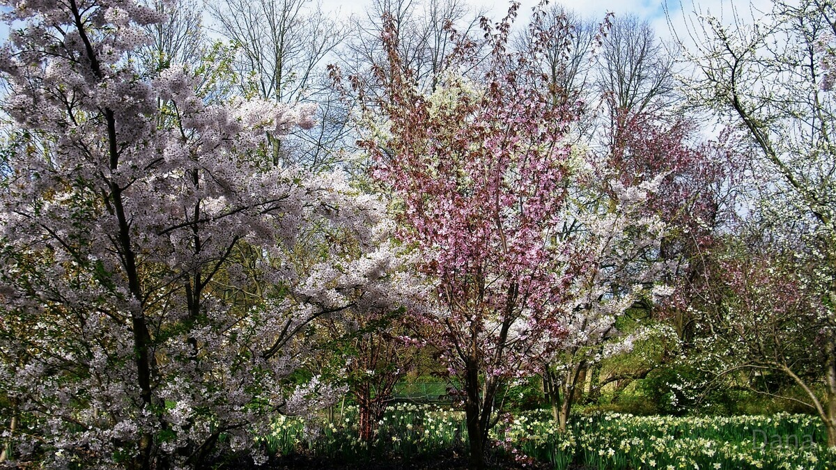 Kirschblüten im Britzer Garten