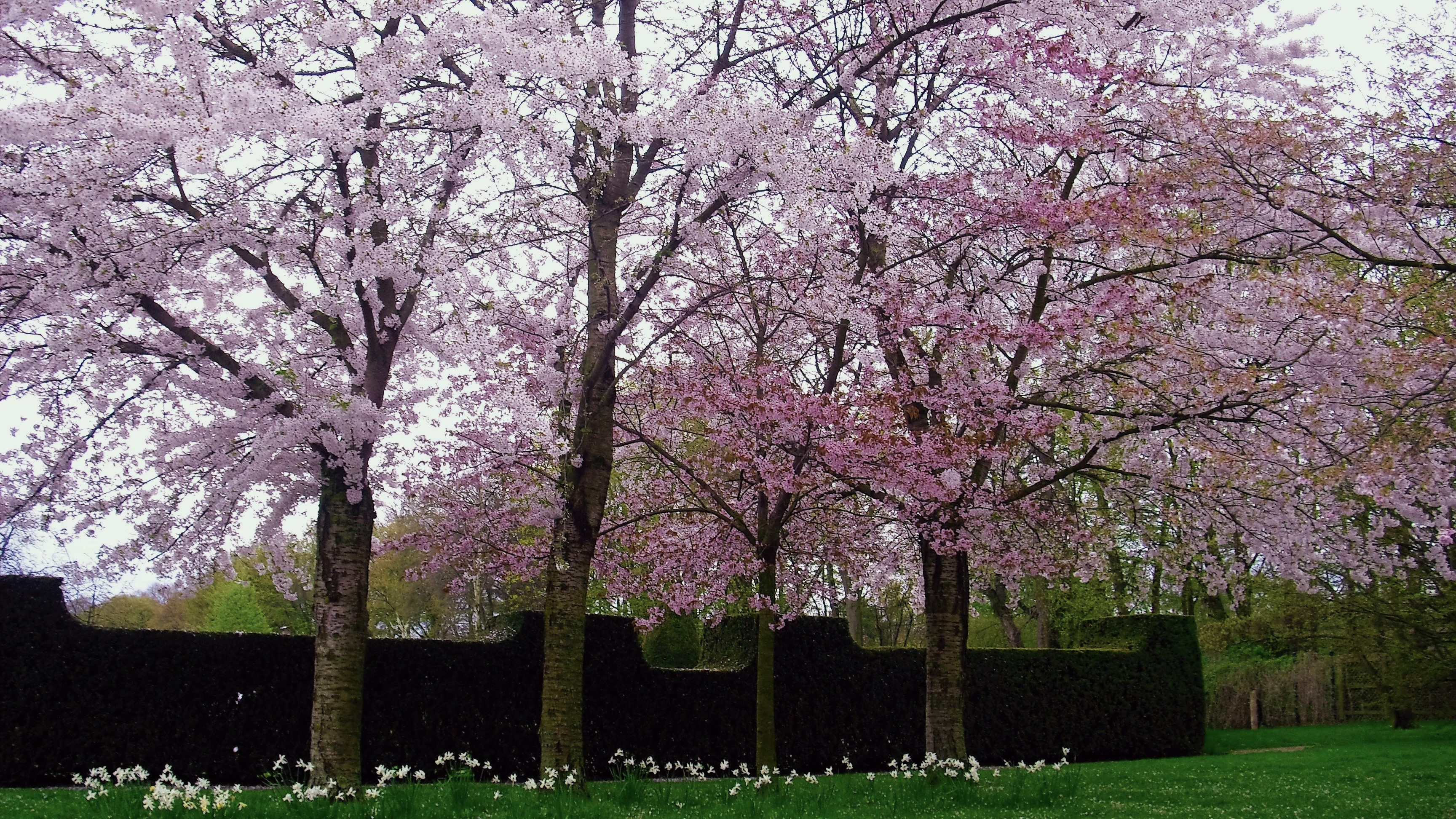 Kirschblütenallee im Britzer Garten