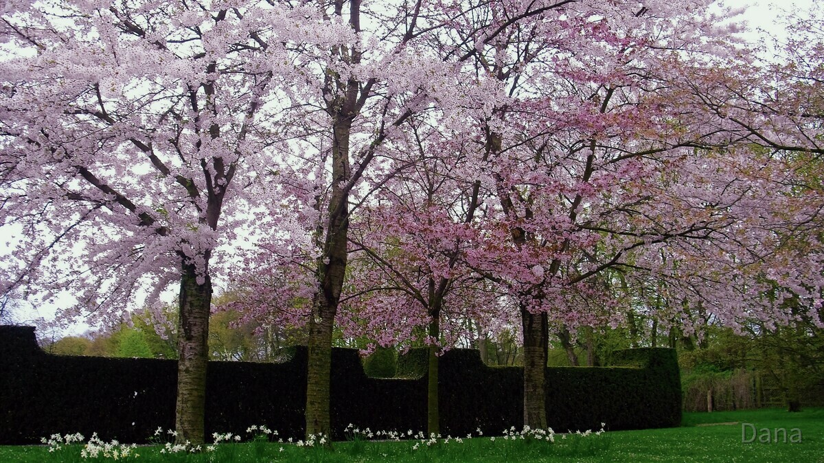 Kirschblütenallee im Britzer Garten