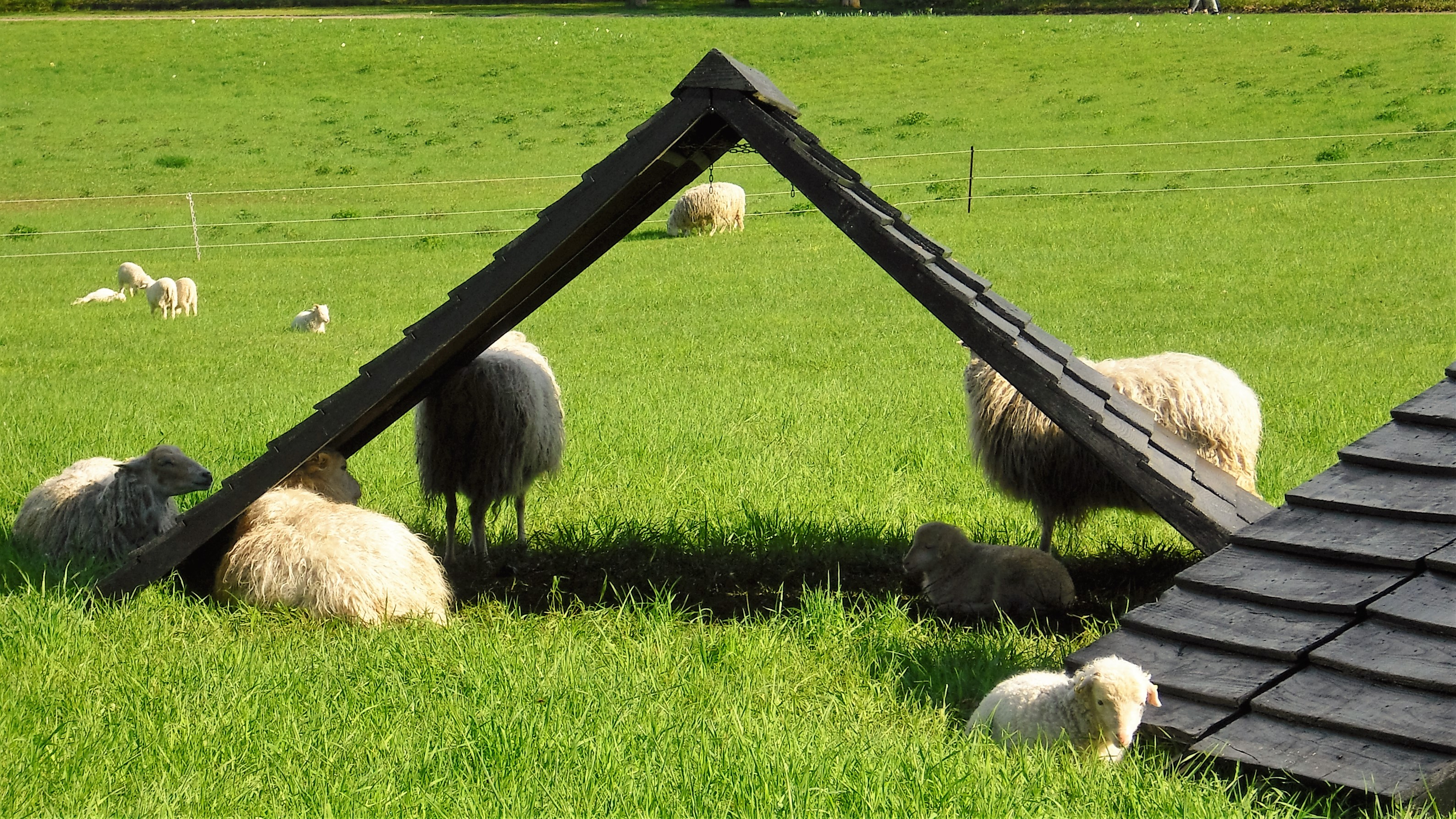 Schafe und Baby Schafe im Britzer Garten