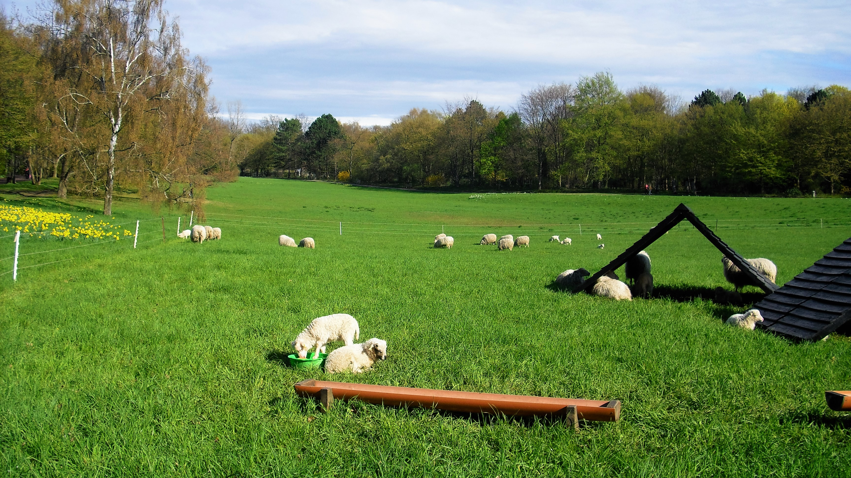 Schafe und süße Lämmchen im Britzer Garten