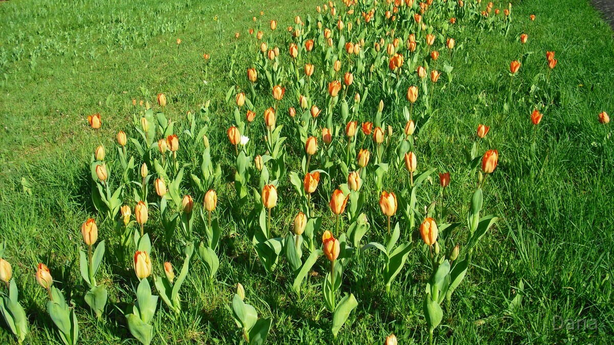 Tulpenwiese im Britzer Garten
