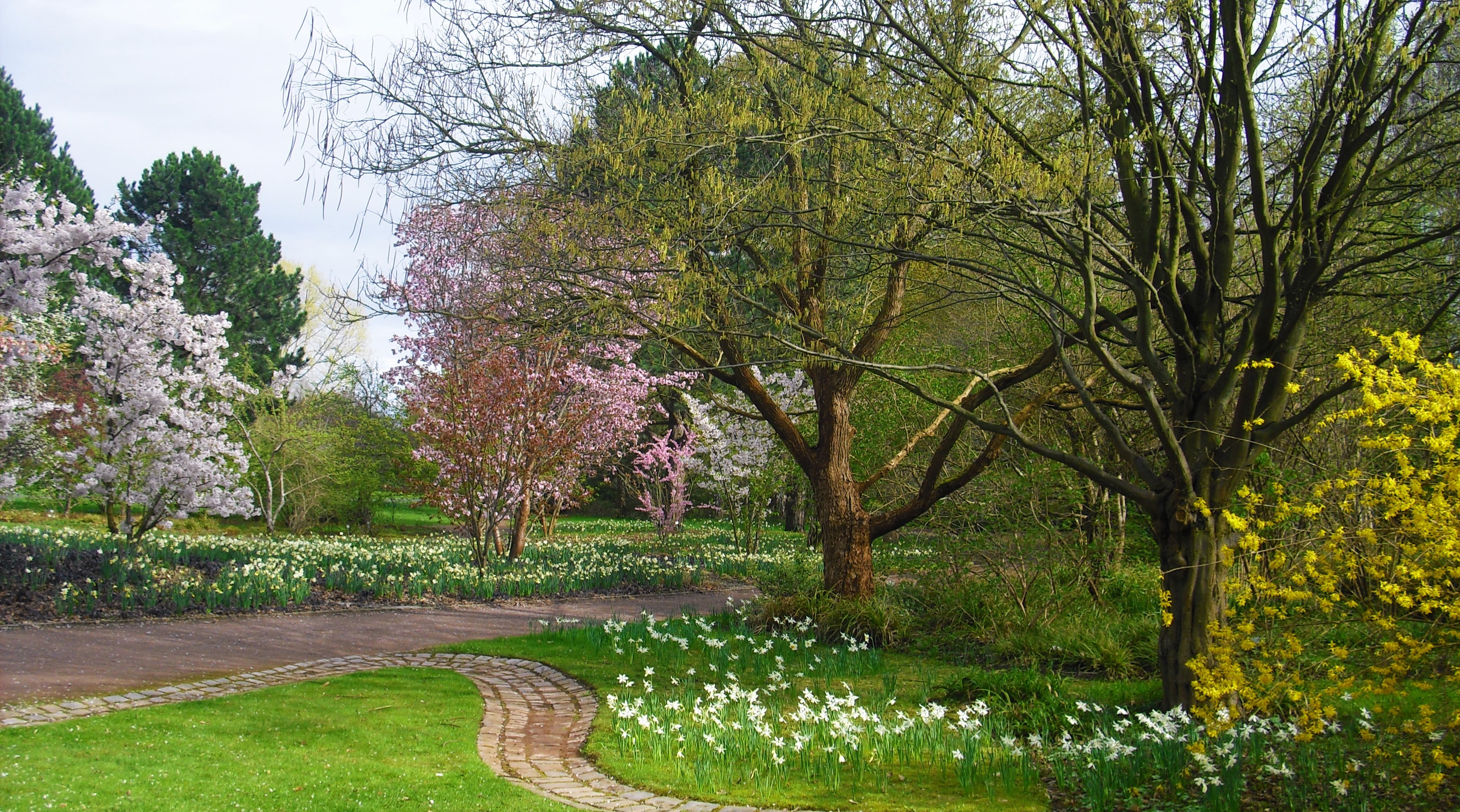 Zauberhafte Baumblüten