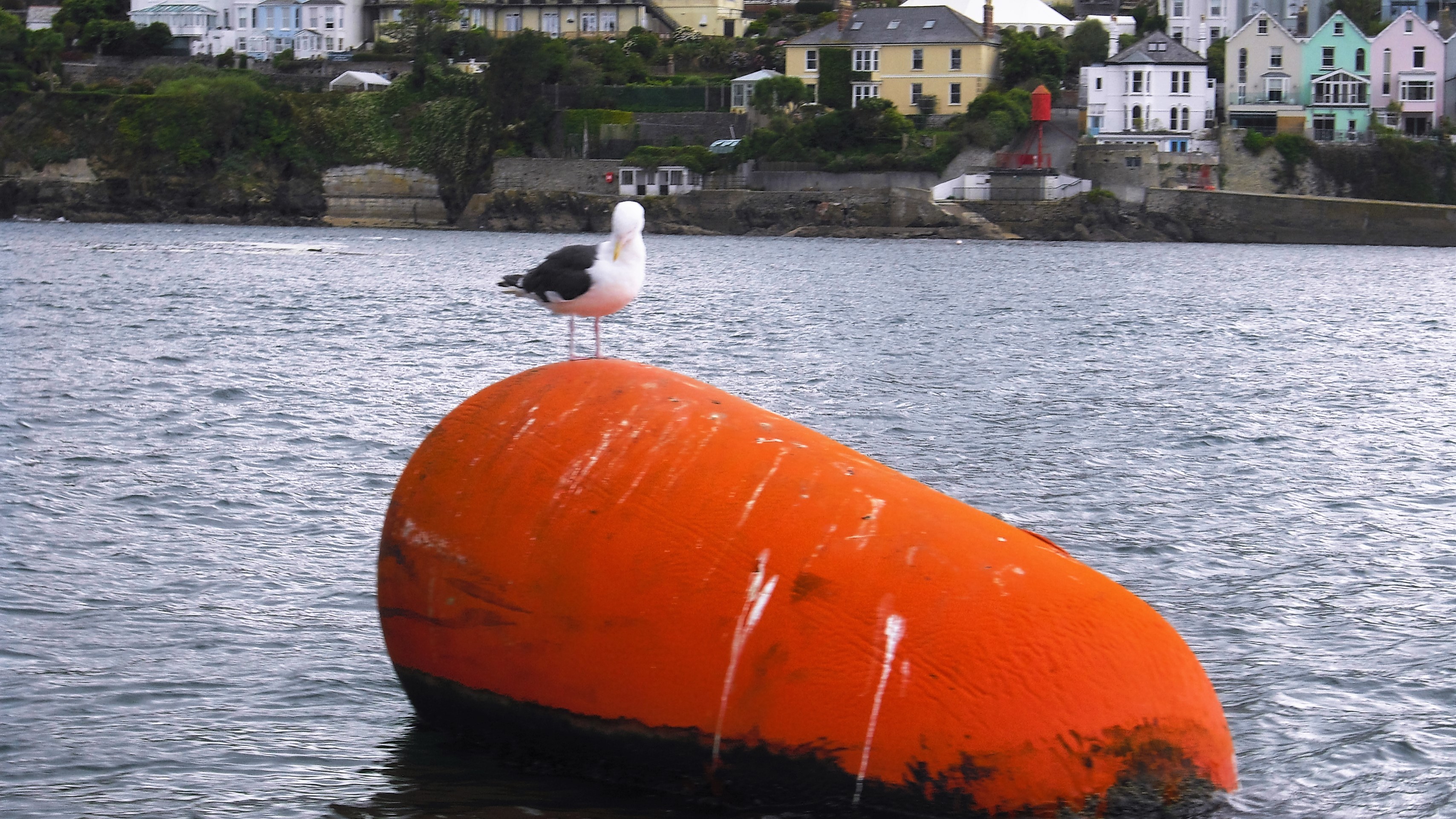 Seemöwe - Fowey - Cornwall