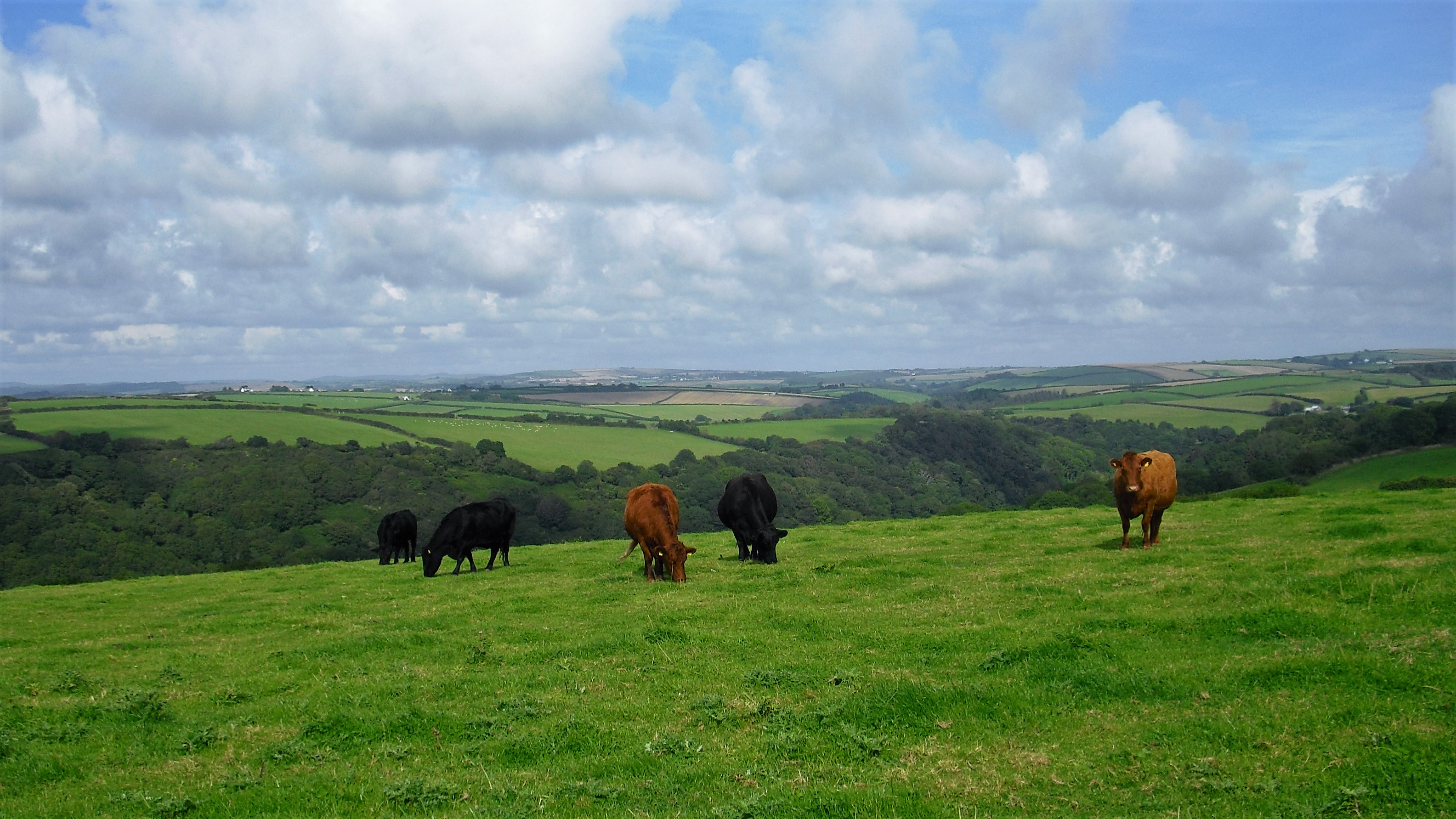 Kühe auf der Bergwiese bei Bodinnick - Cornwall