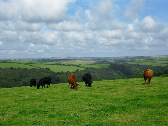 Kühe auf der Bergwiese bei Bodinnick - Cornwall