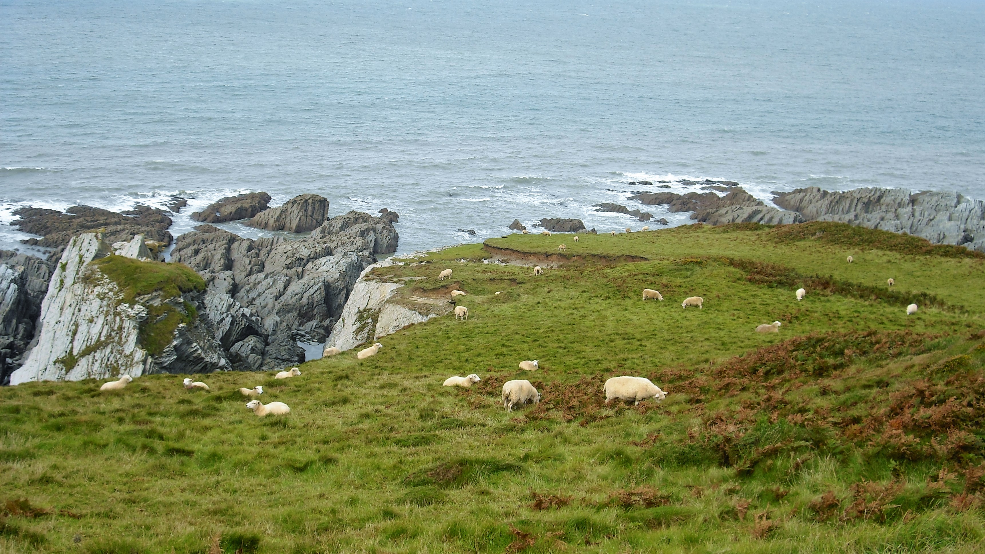 Wilde, Rauhe Landschaft und Schafe