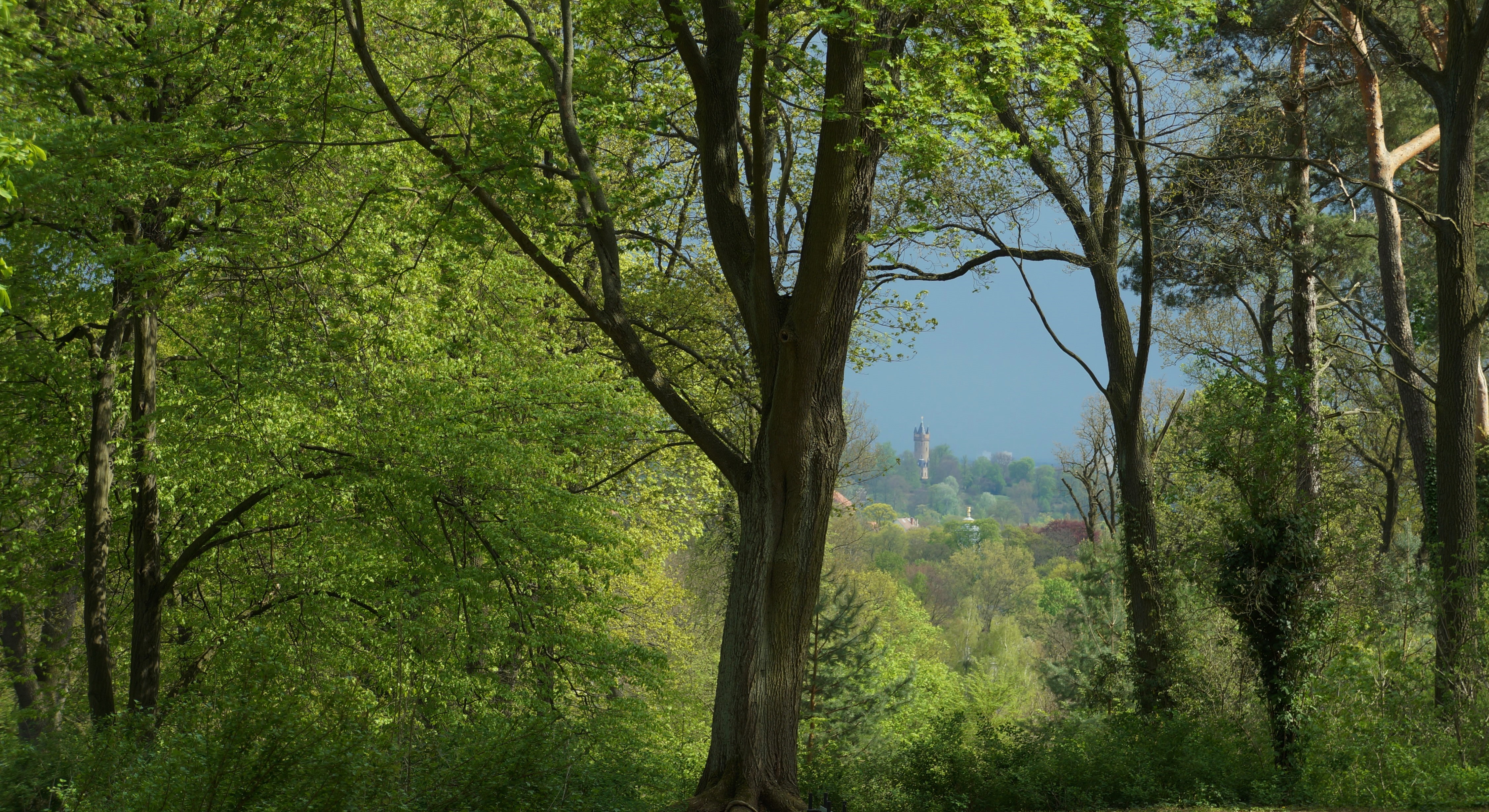 Blick auf den Flatowturn im Park Babelsberg