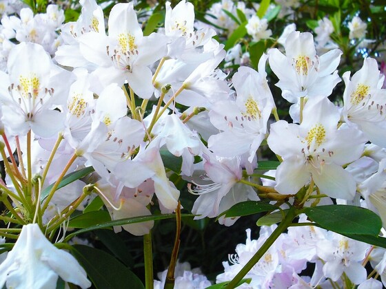 Weiße Rhododendronblüten