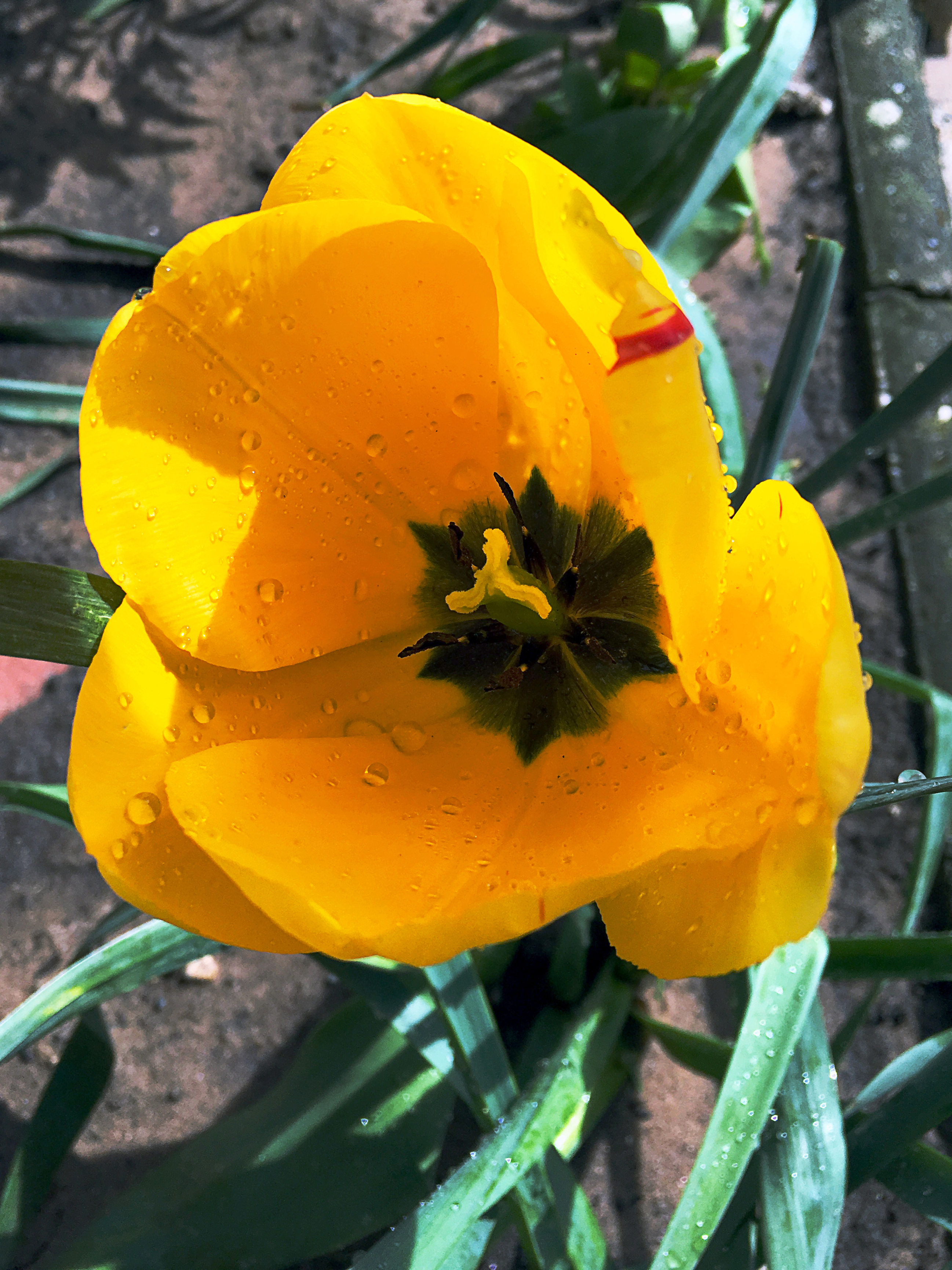 Herrliche gelbe Blumenschönheit