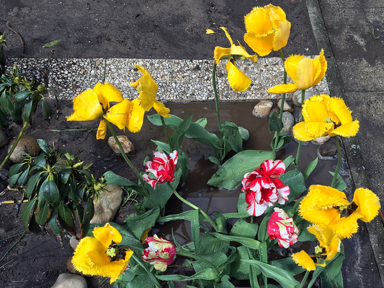 Gelbe und rot-weisse Blumenpracht