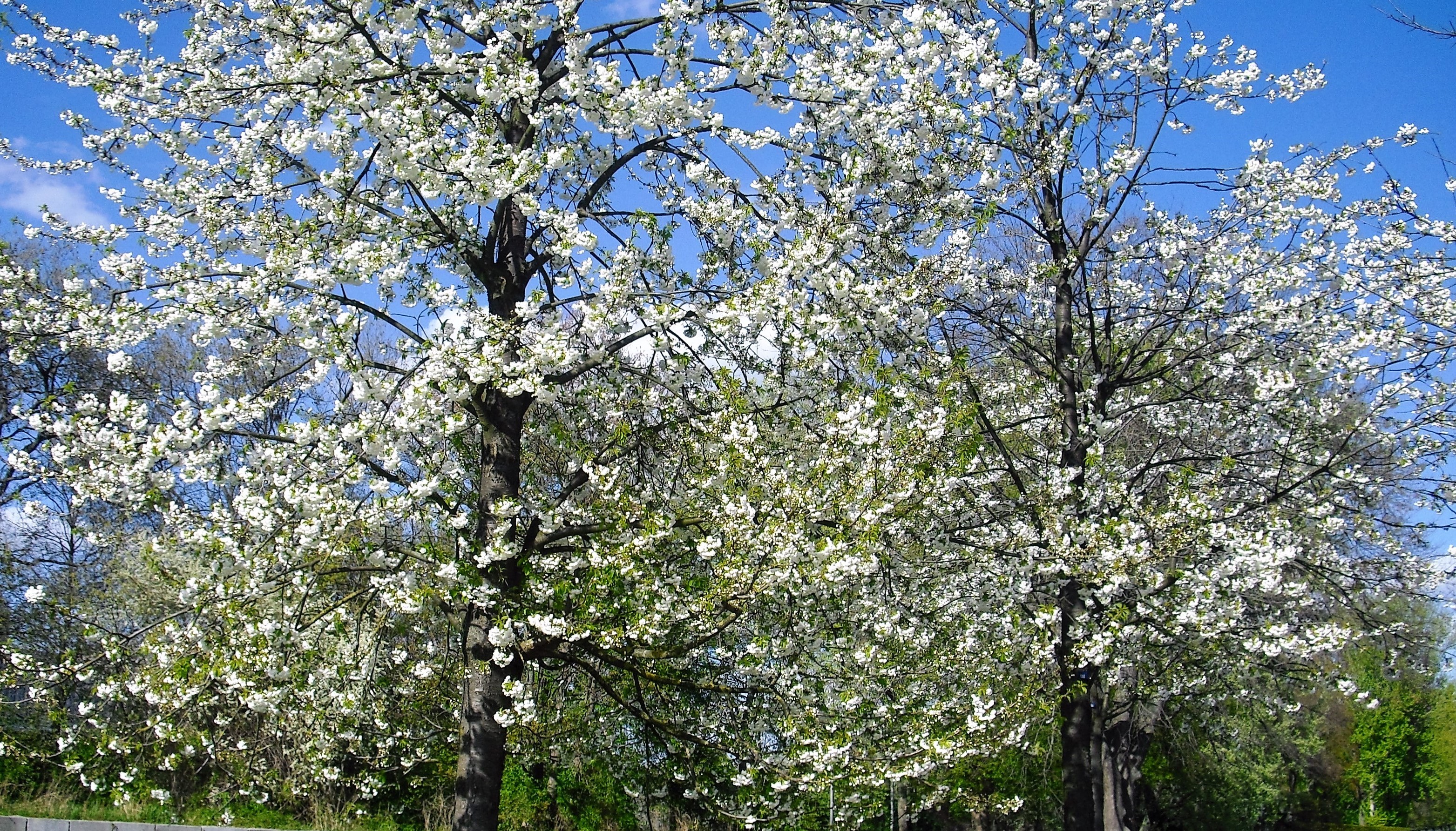 Traumhafte und wunderschöne Baumblüten