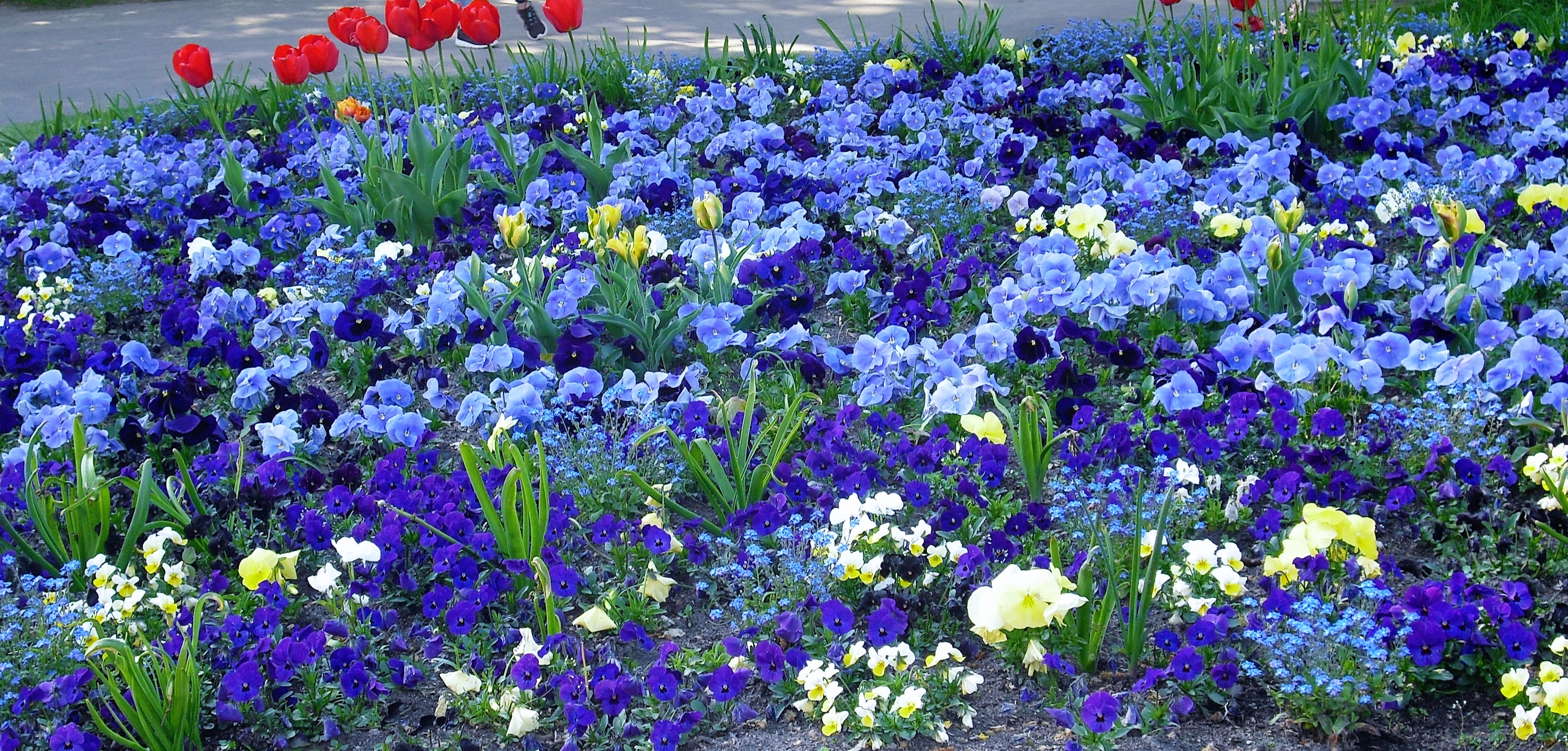 Blumenteppich - Marzahner Gärten