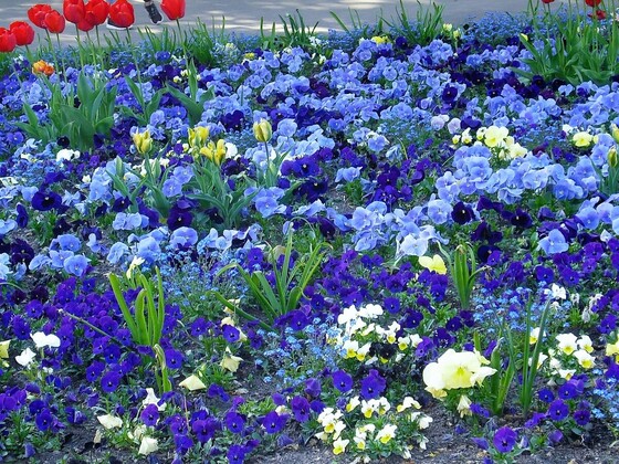 Blumenteppich - Marzahner Gärten