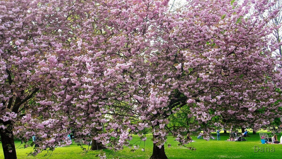 Blühende japanische Kirschbäume - Marzahner Gärten