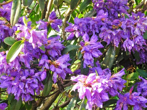 Lila Rhododendron