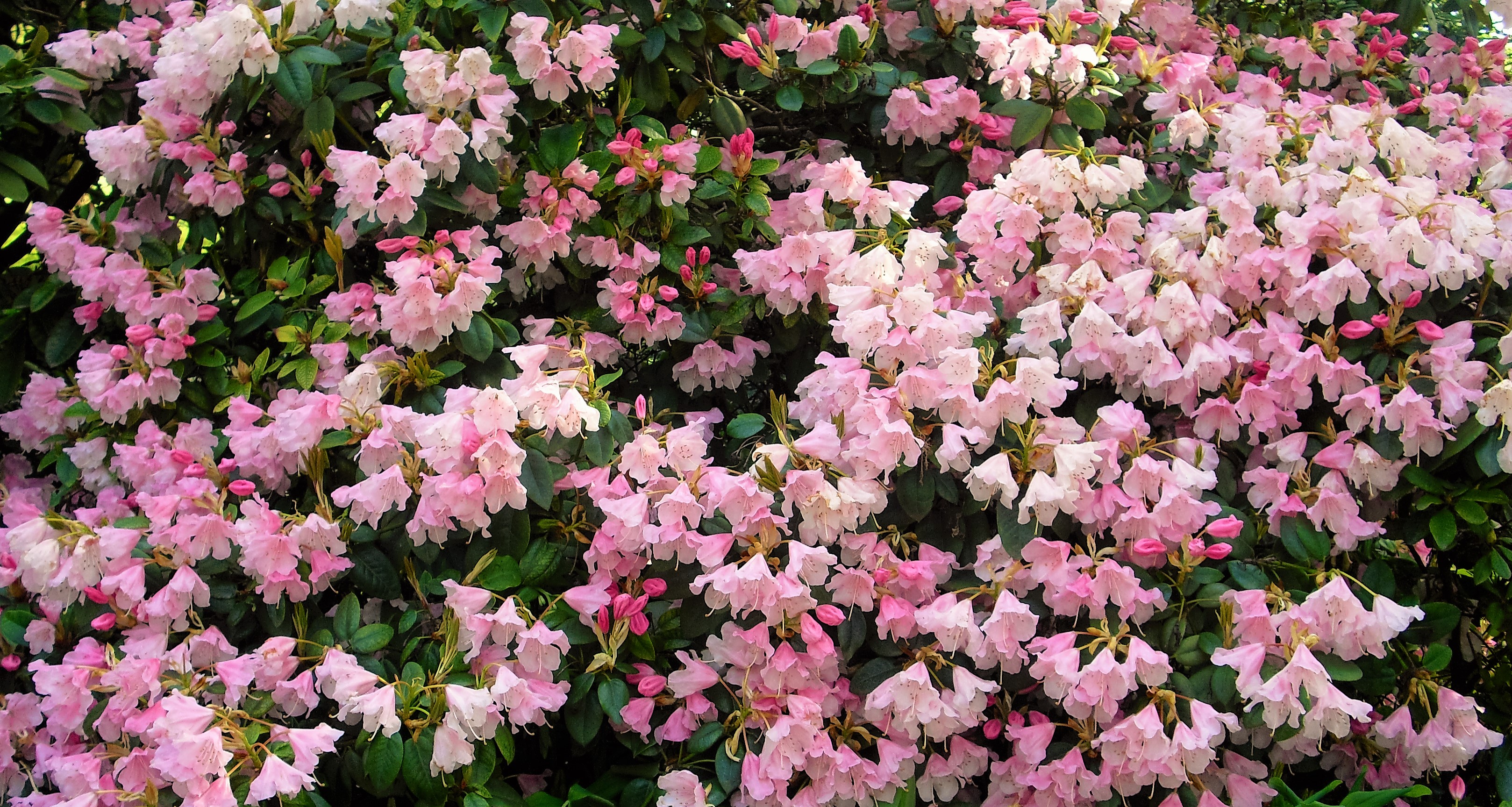 Rosa Rhododendron