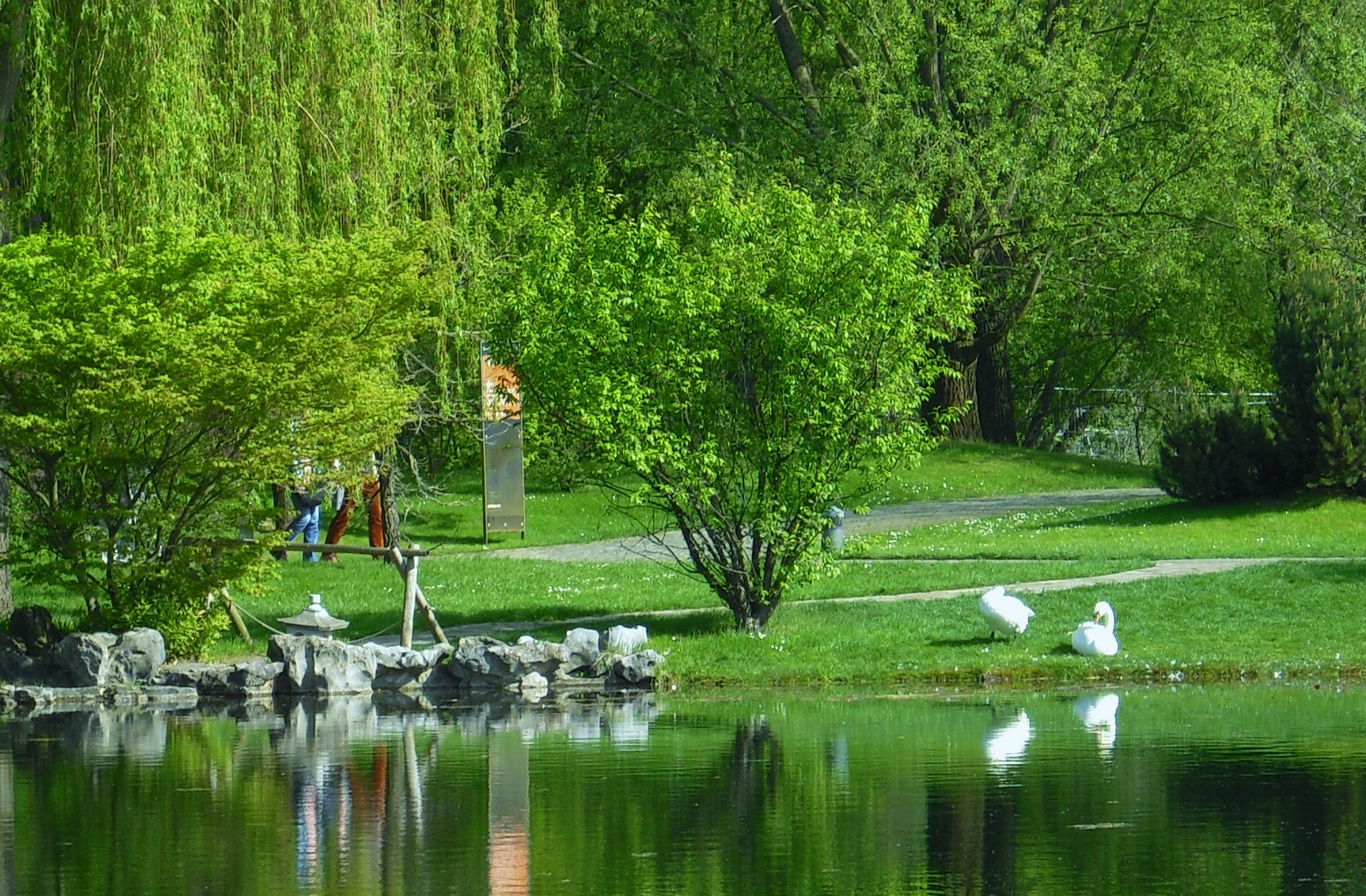 Schwäne -  Chinesicher Garten