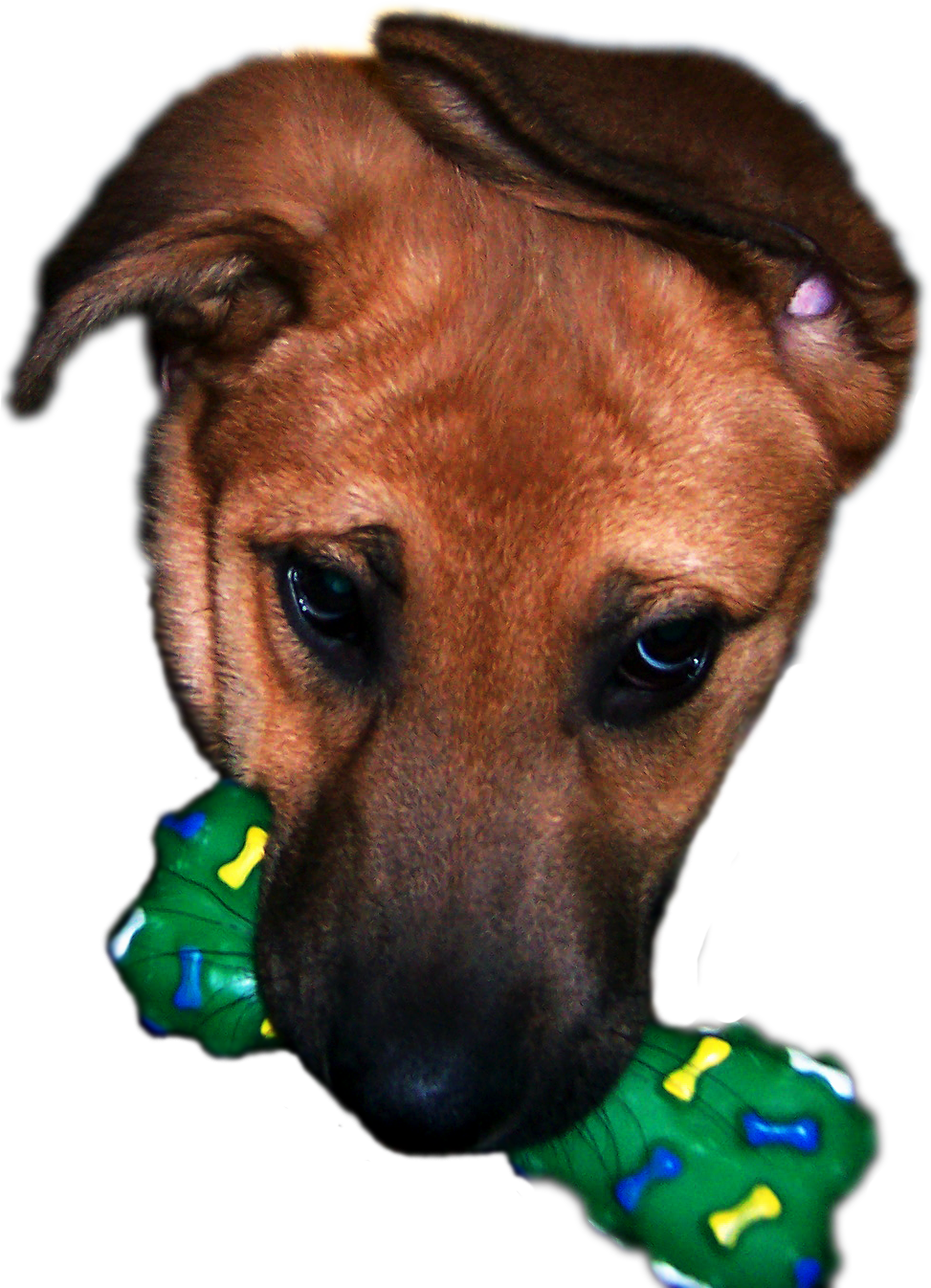 Hundwelpe Samson - Dog Puppy Samson