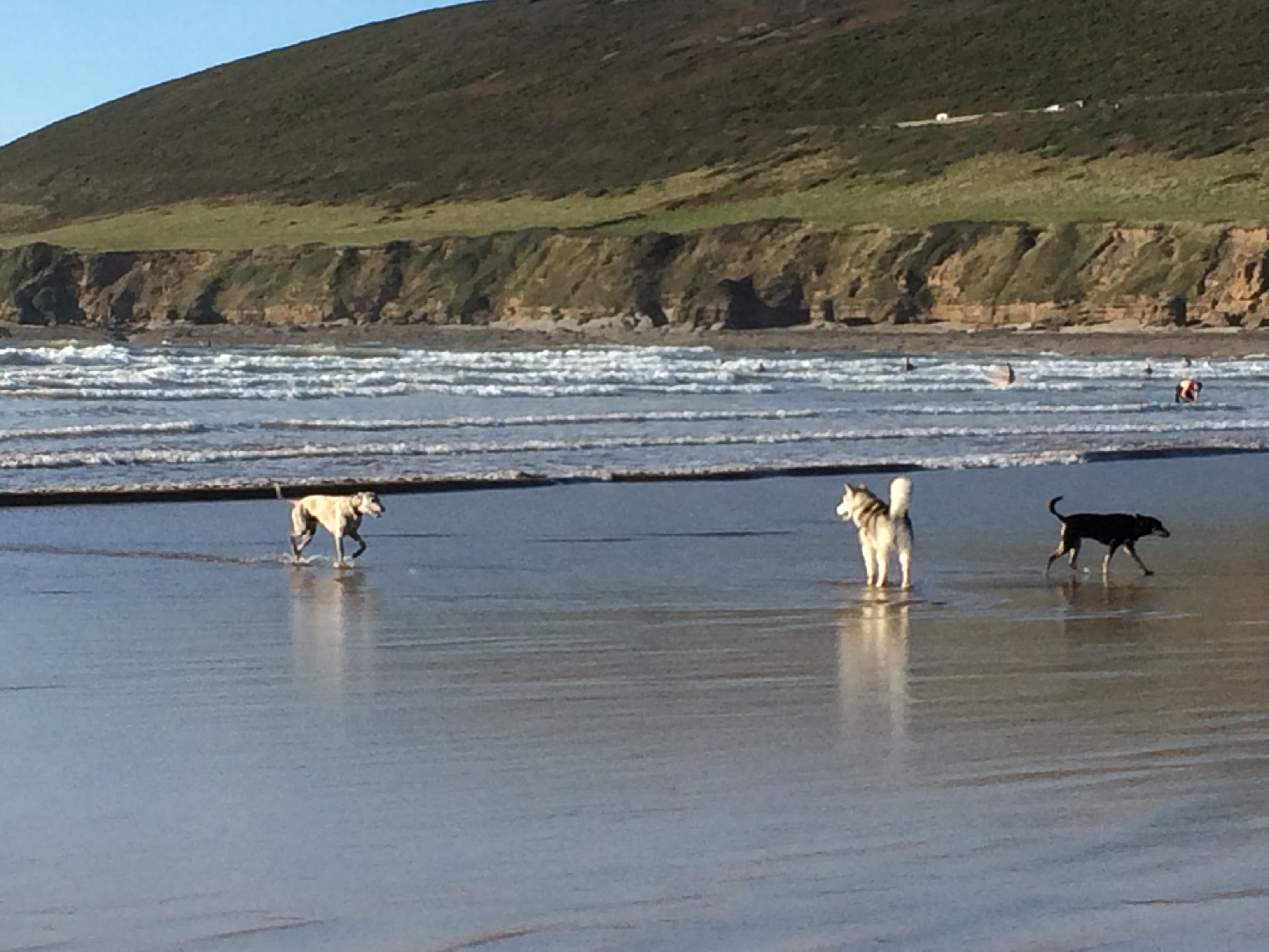 Hunde am Strand - Saunton Beach