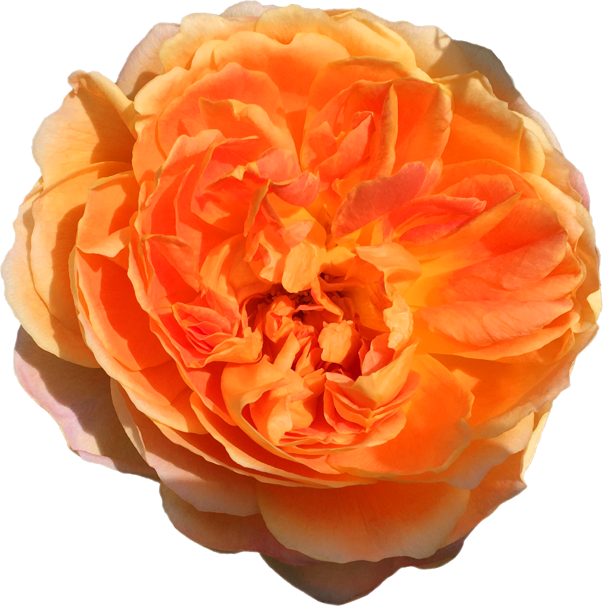 Mother's Day Rose - Muttertag-Rose