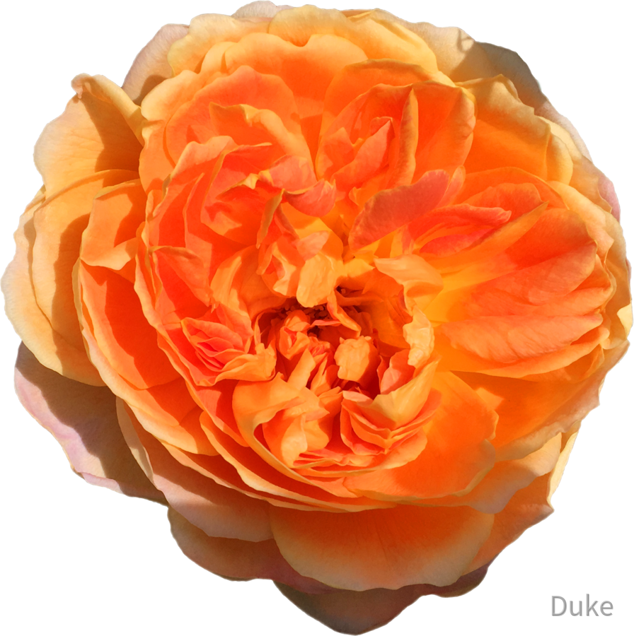 Mother's Day Rose - Muttertag-Rose