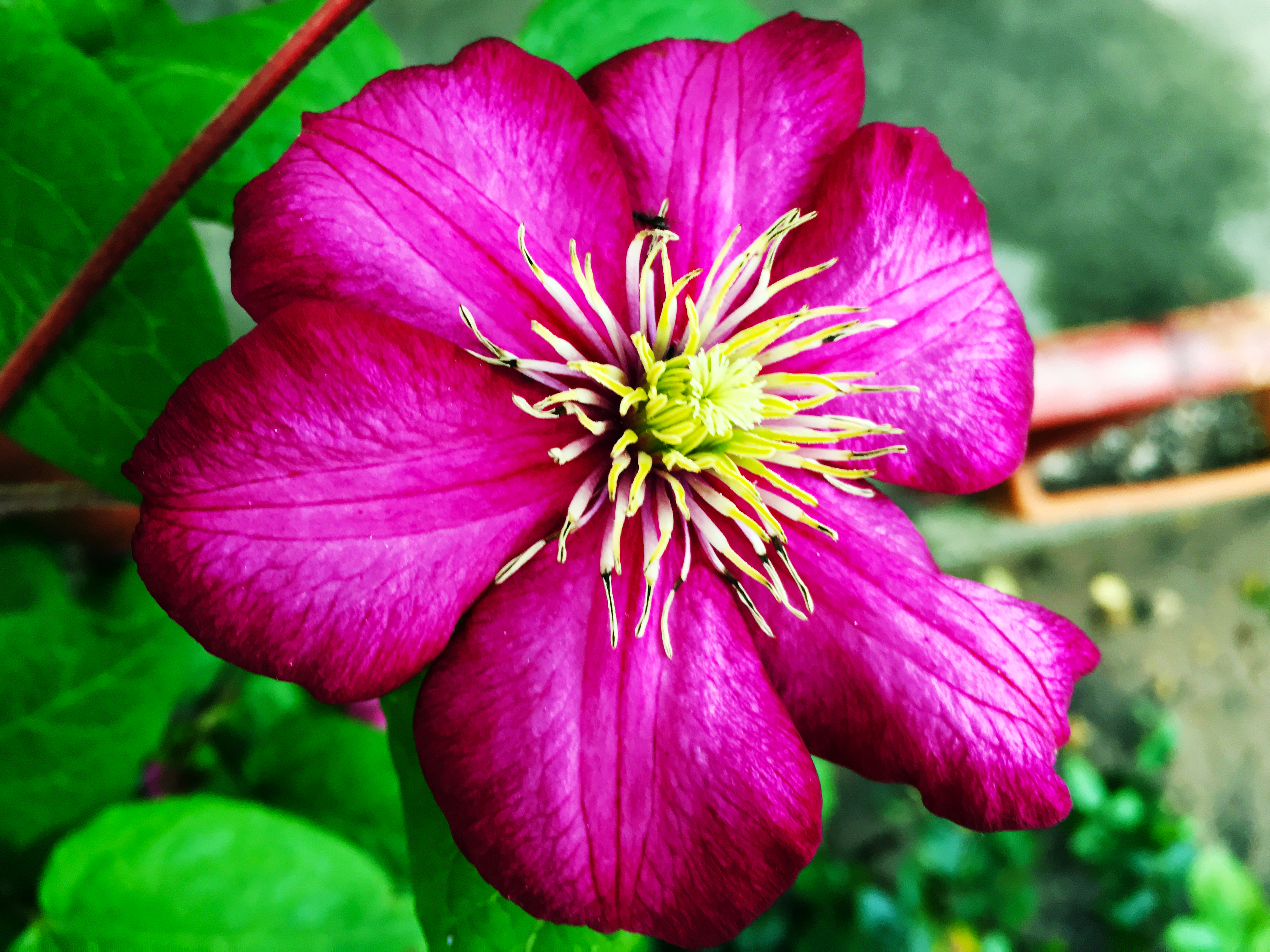 Clematis Superior