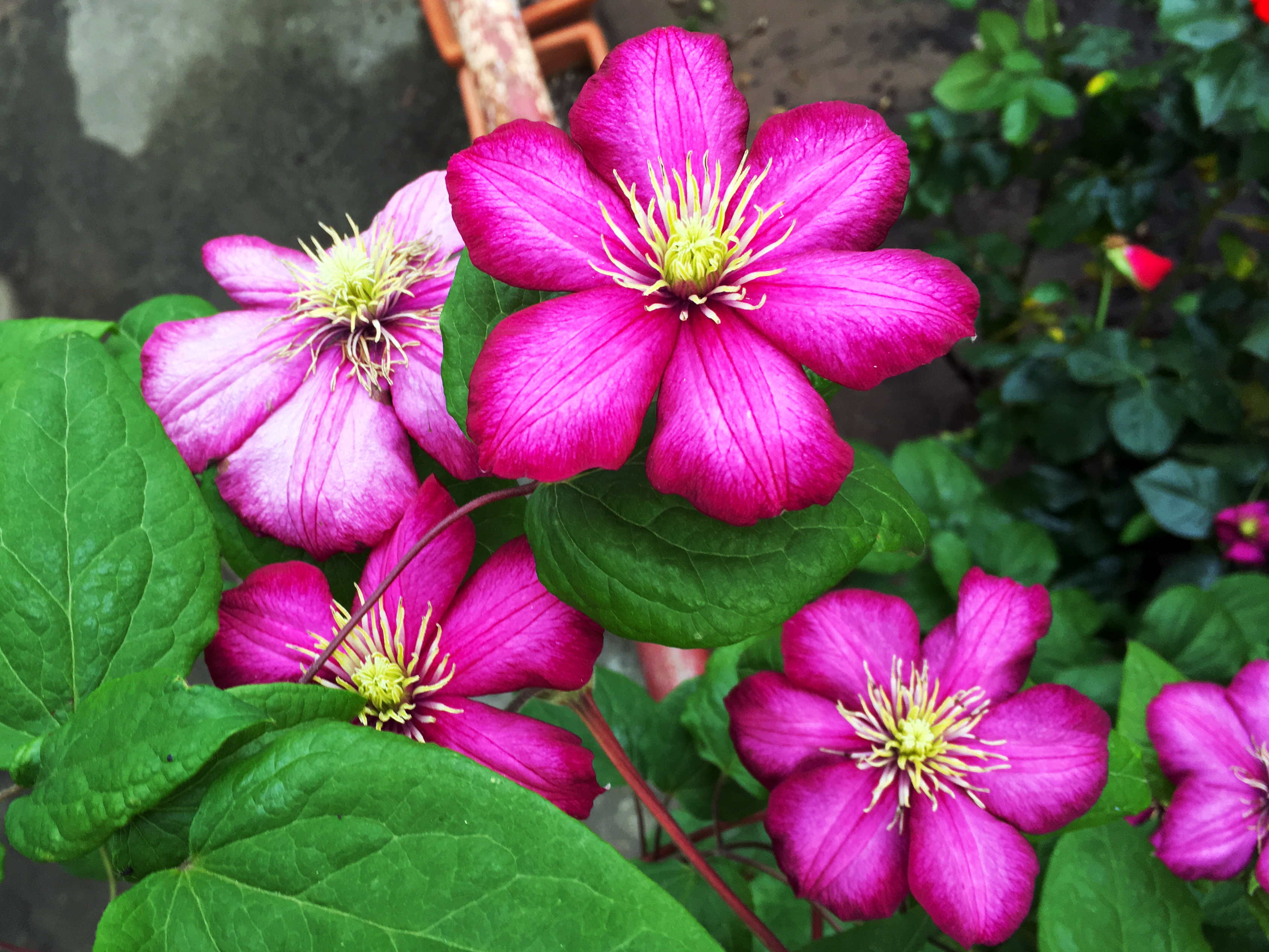 Clematis Superior Rüsselsheim-Königstädten