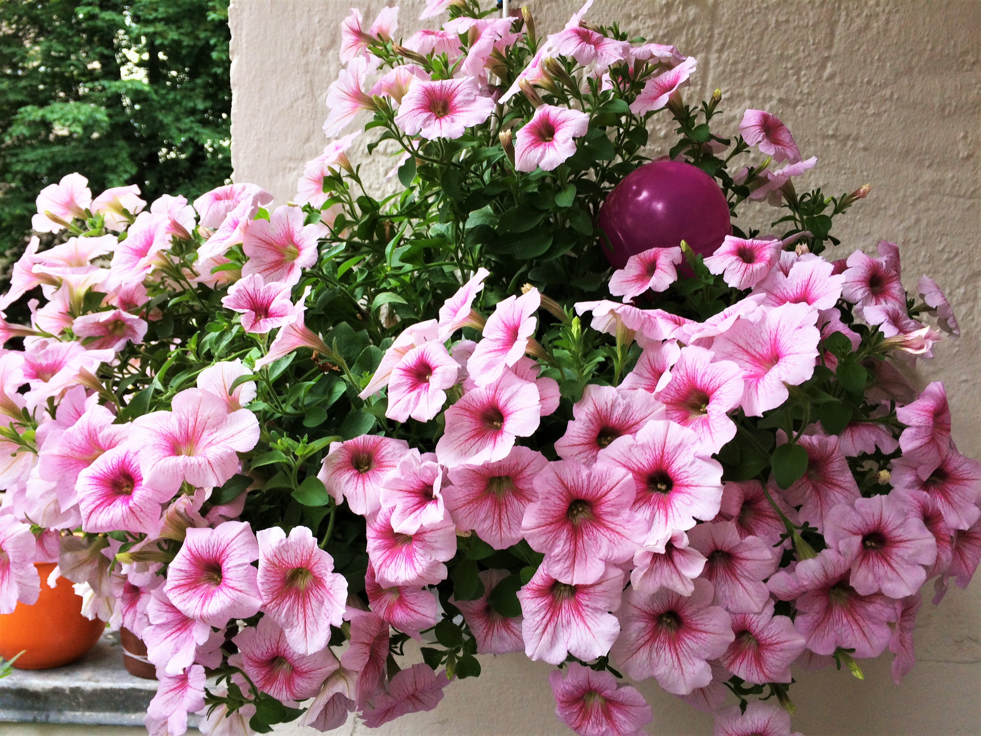 Rosa Hängepetunien auf meinem Balkon ?