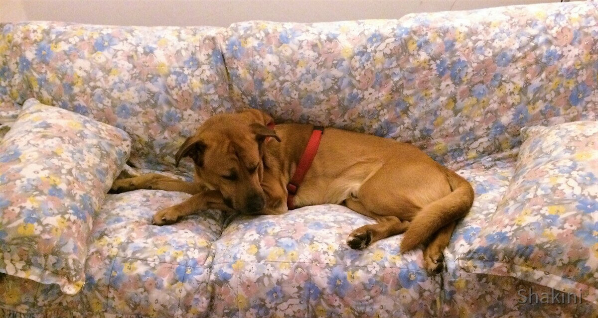 Samson testet das neue Sofa