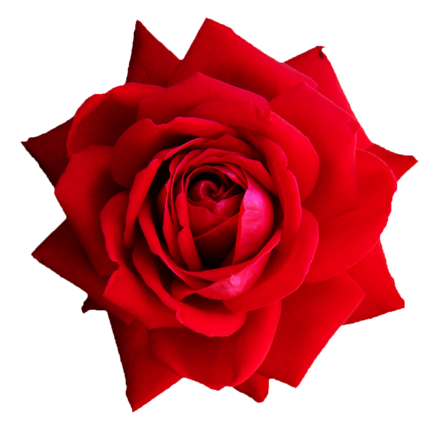 Rote Rose Valentin